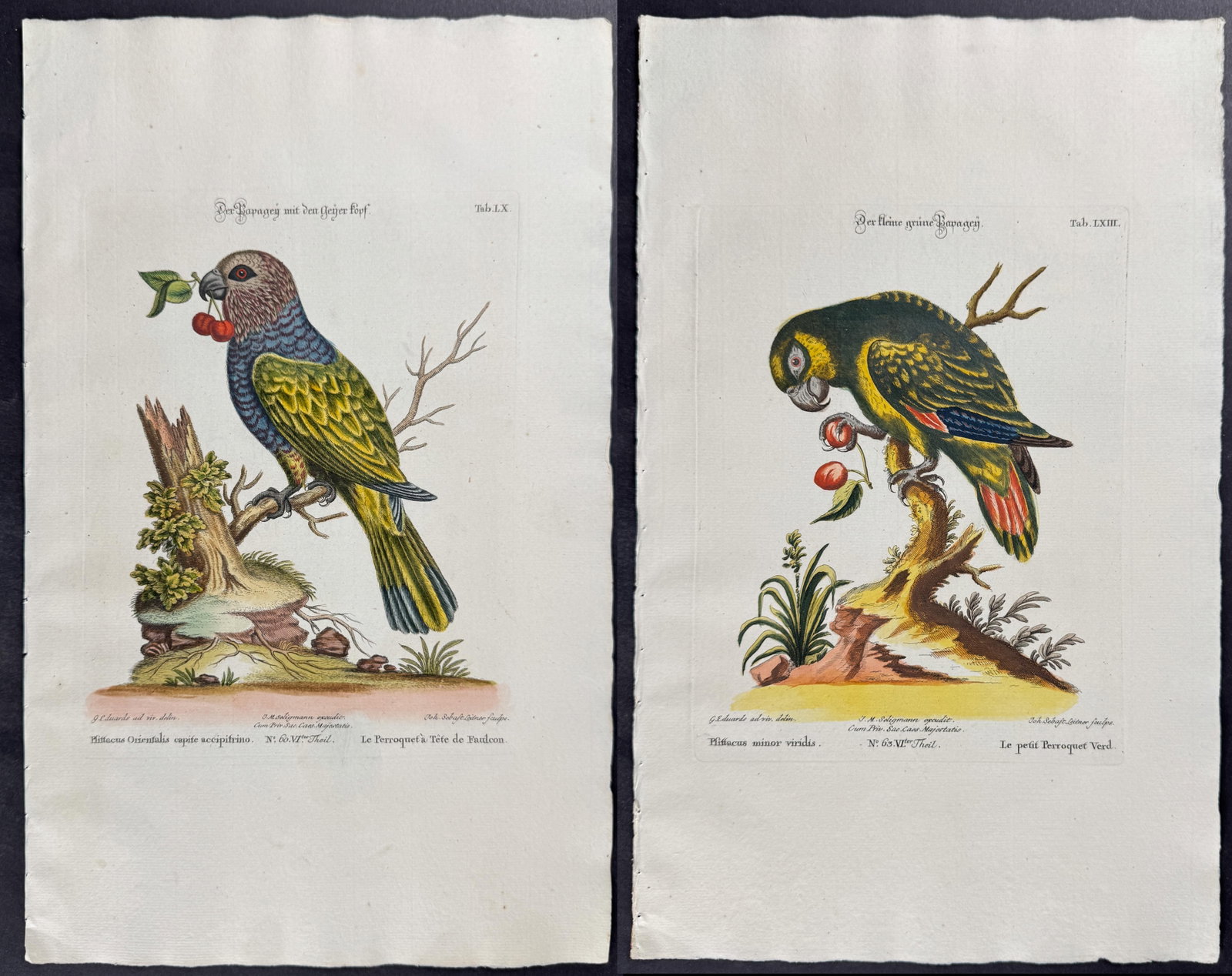 Seligmann after Edwards - 4 Parrot Engravings (1 of 5)