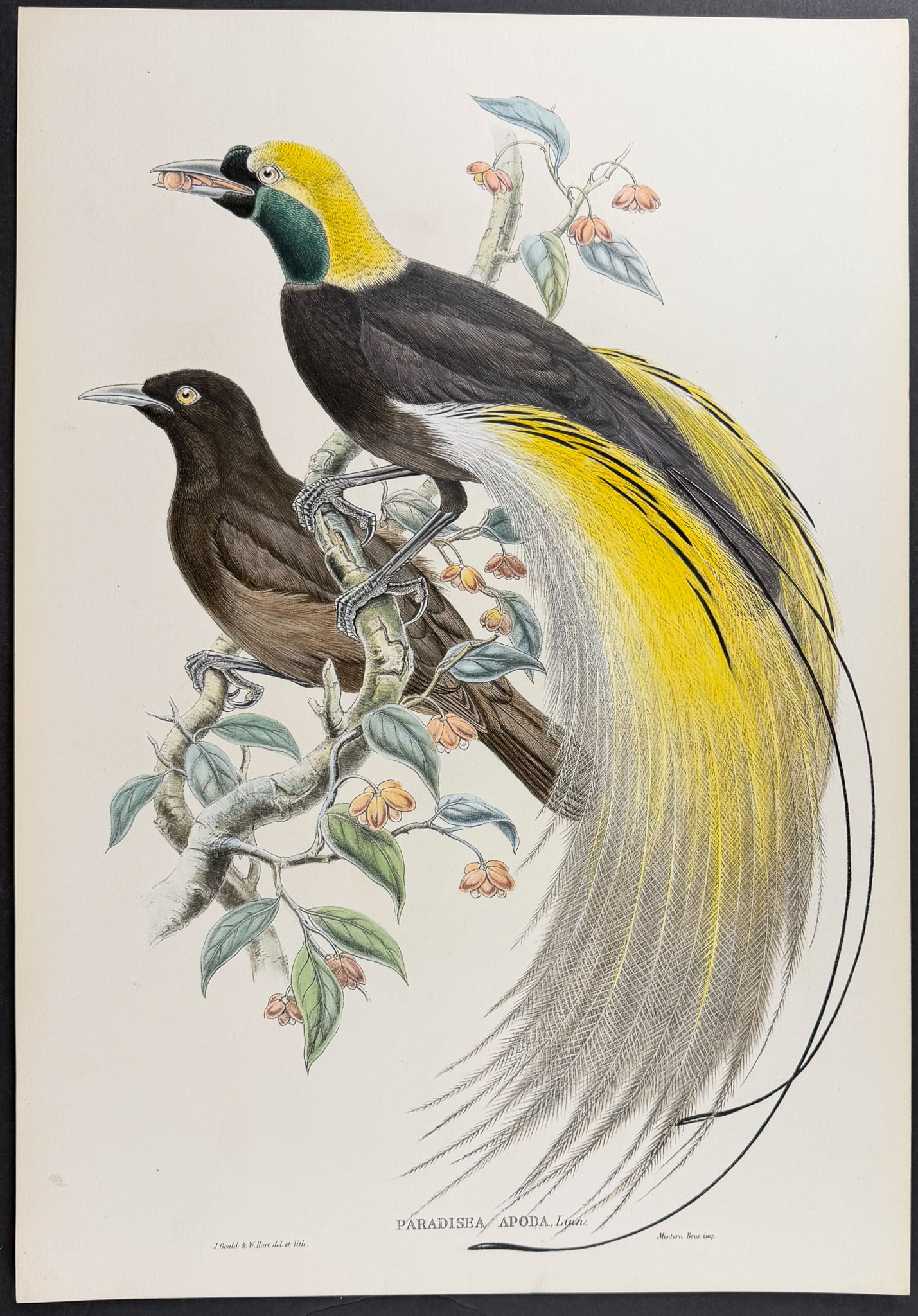 Sharpe & Gould - Great Bird of Paradise [Paradisea Apoda]: This stunning hand-colored folio lithograph is from Monograph of the Paradiseidae, or Birds of Paradise and Ptilonorhynchidae, and Bower-Birds by Richard Bowdler Sharpe. The work was published in Lond