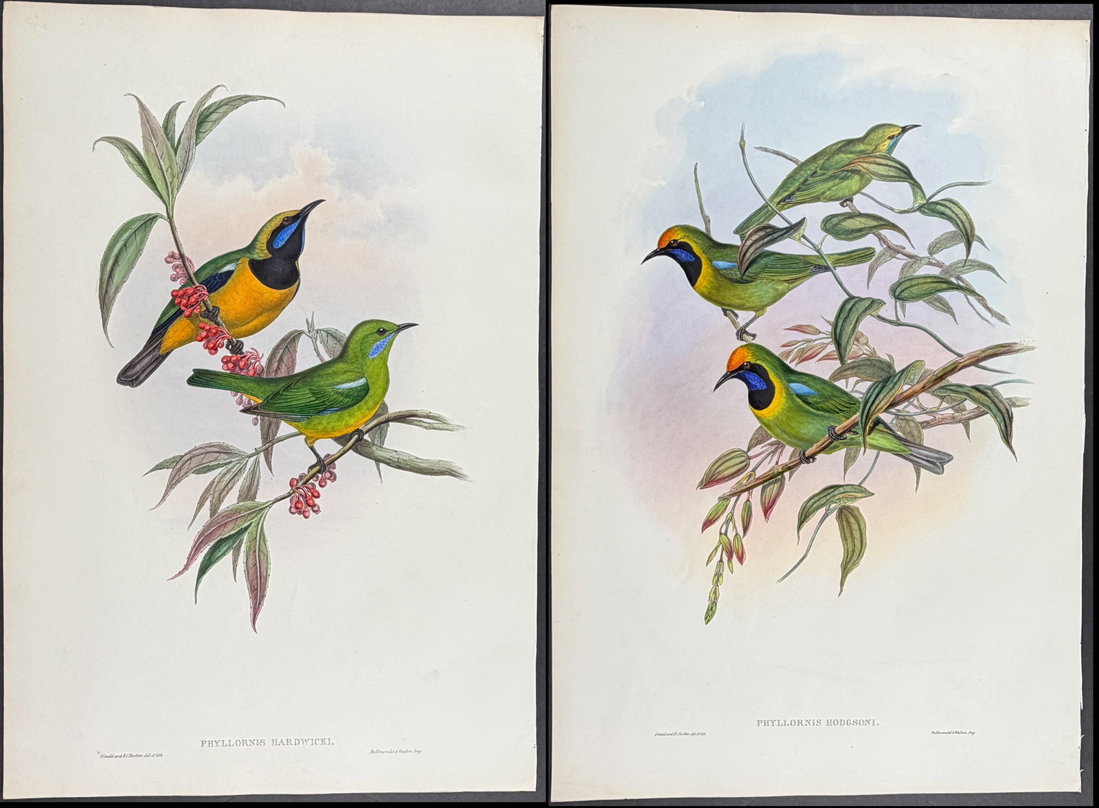 Gould, Asia - Pair of Phyllornis (Bird) Lithographs (1 of 3)