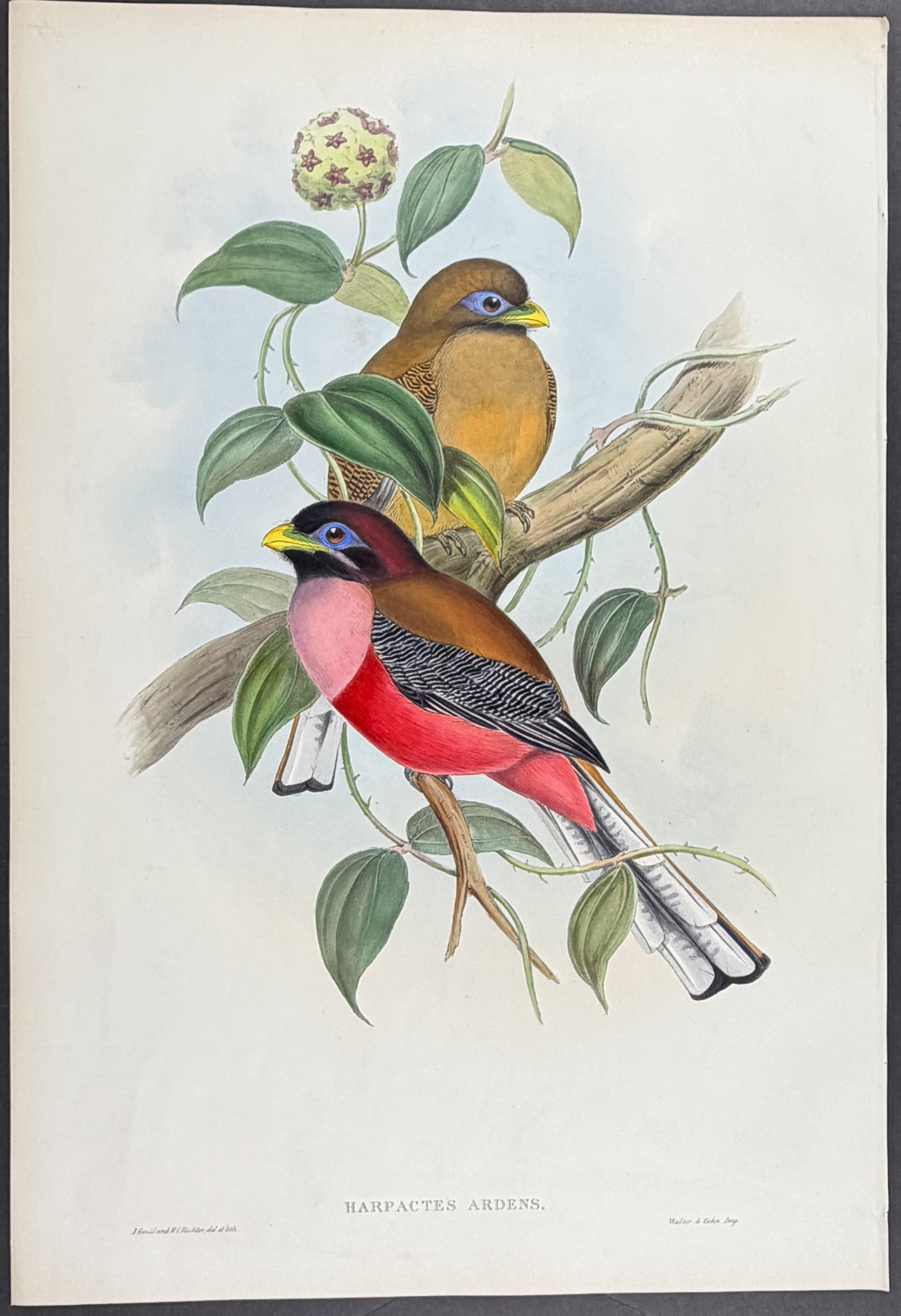 Gould, Asia - Rosy-breasted Trogon [Harpactes Ardens]: Included in this lot: Hodgson's Phyllornis [Phyllornis Hodgsoni]Hardwick's Phyllornis [Phyllornis Hardwicki] Description of the work: This remarkable ornithology lithograph with hand-finished color
