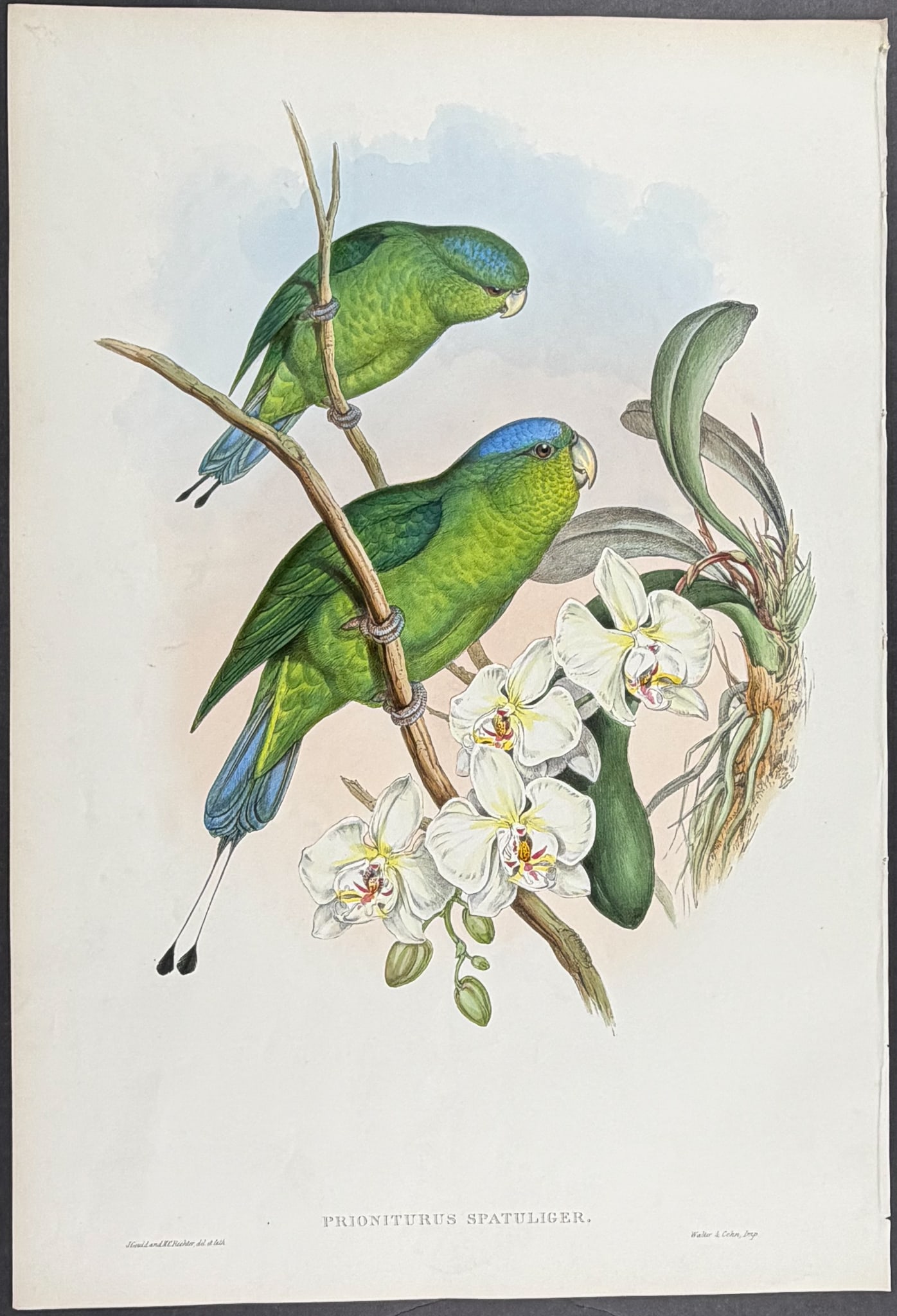Gould, Asia - Philippine Racket-tailed Parrot [Prioniturus Spatuliger] (1 of 1)