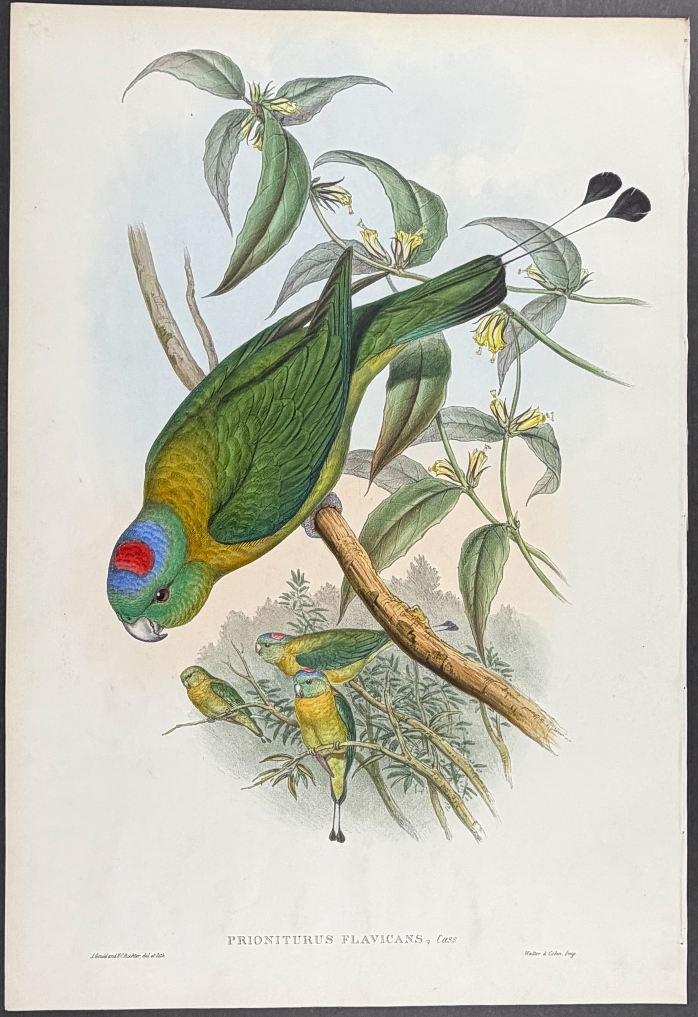 Gould, Asia - Great Racket-tailed Parrot [Prioniturus Flavicans] (1 of 1)