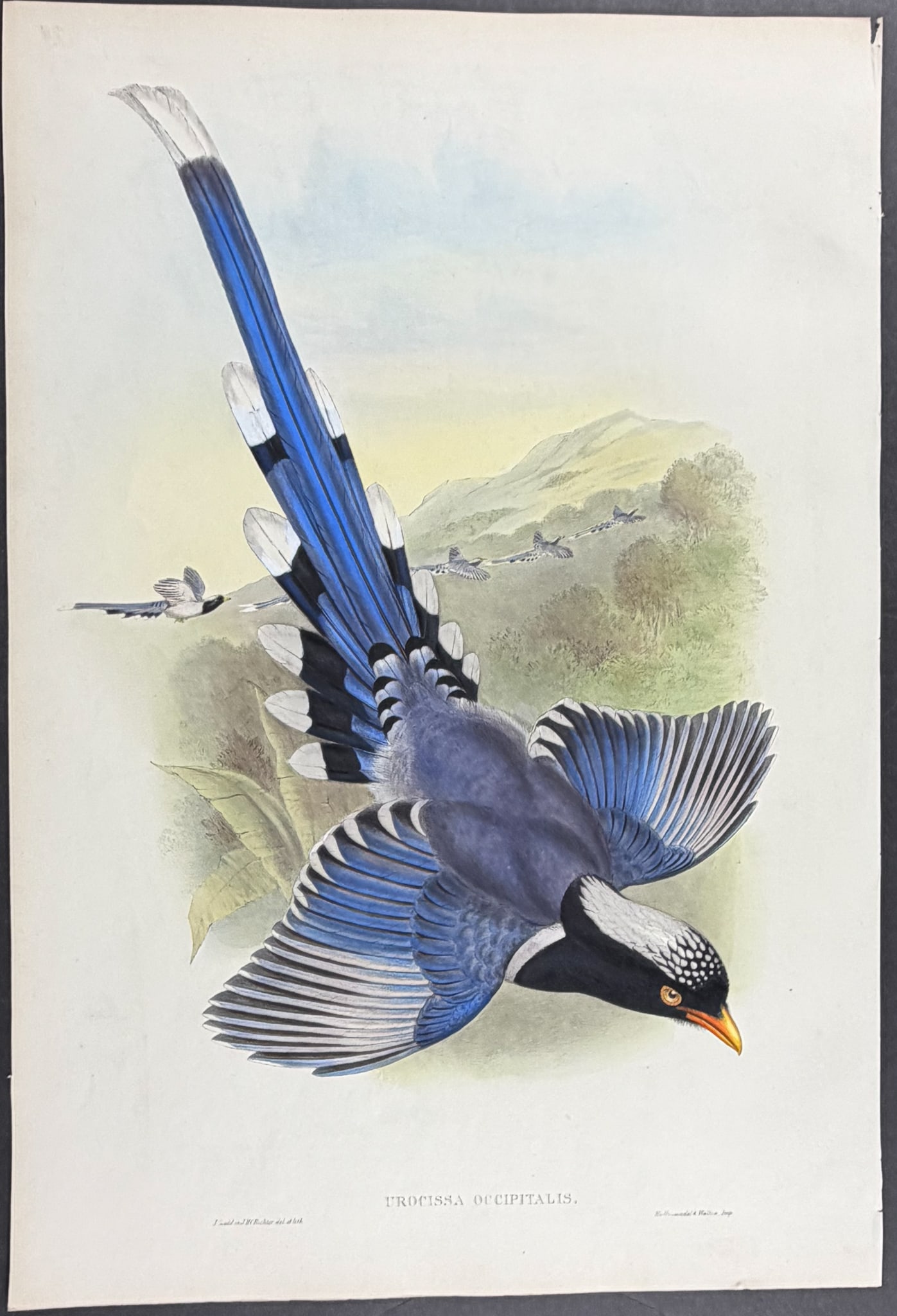 Gould, Asia - Nepaulese Blue Pie [Urocissa Occipitalis]: This remarkable ornithology lithograph with hand-finished color is from the esteemed John Gould?s Birds of Asia published in London between 1850 and 1883. Birds of Asia featured some of the most
