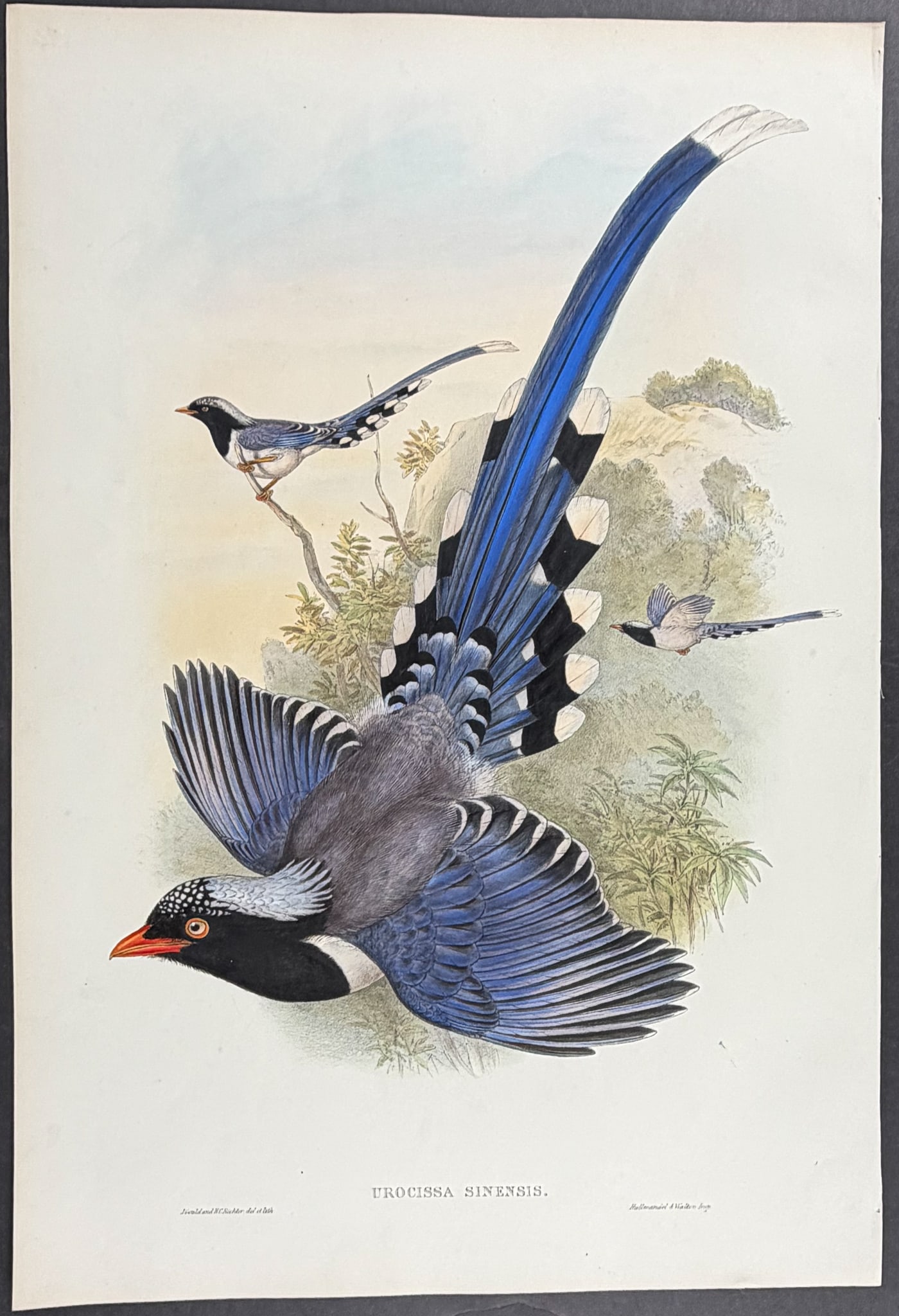 Gould, Asia - Chinese Blue Pie [Urocissa Sinensis]: This remarkable ornithology lithograph with hand-finished color is from the esteemed John Gould?s Birds of Asia published in London between 1850 and 1883. Birds of Asia featured some of the most
