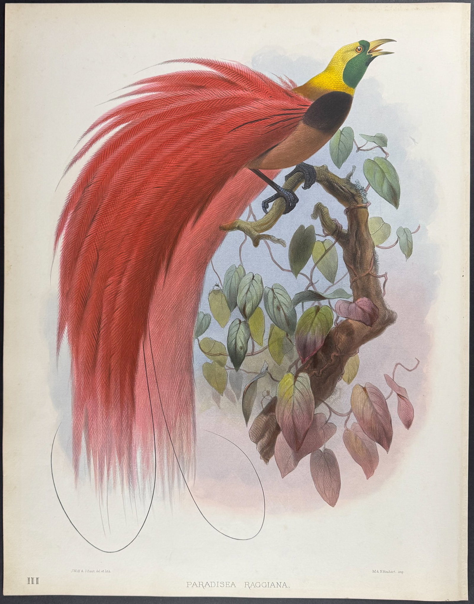 Elliot - Marquis de Raggi's Bird of Paradise: This stunning folio lithograph is from Daniel Giraud Elliot's A Monograph of the Paradiseidae, or Birds of Paradise. The work was published in London by the Elliot for subscribers in 1873. Each