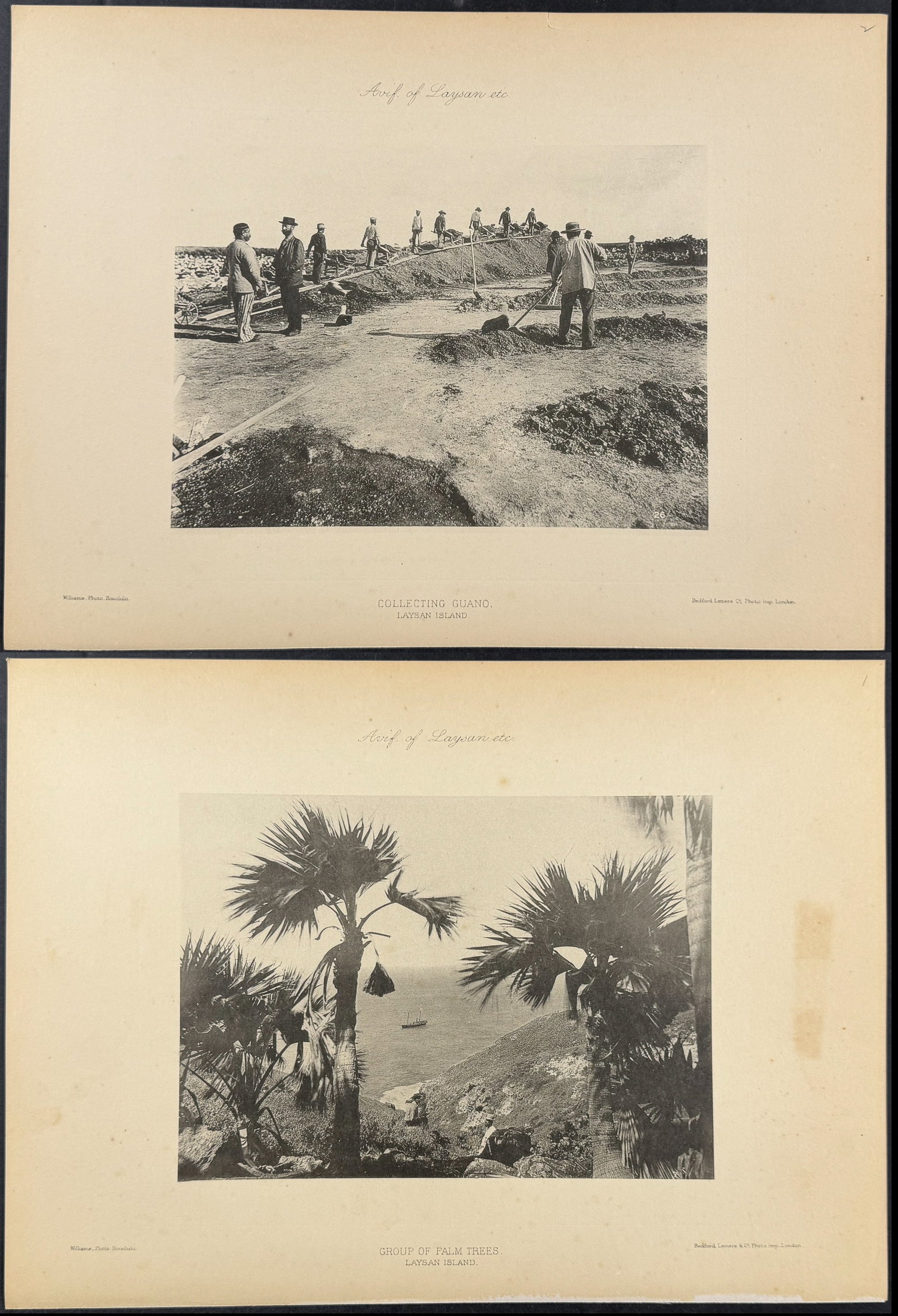 Rothschild & Keulemans, Hawaii - 4 Laysan Island Lithographs (1 of 5)