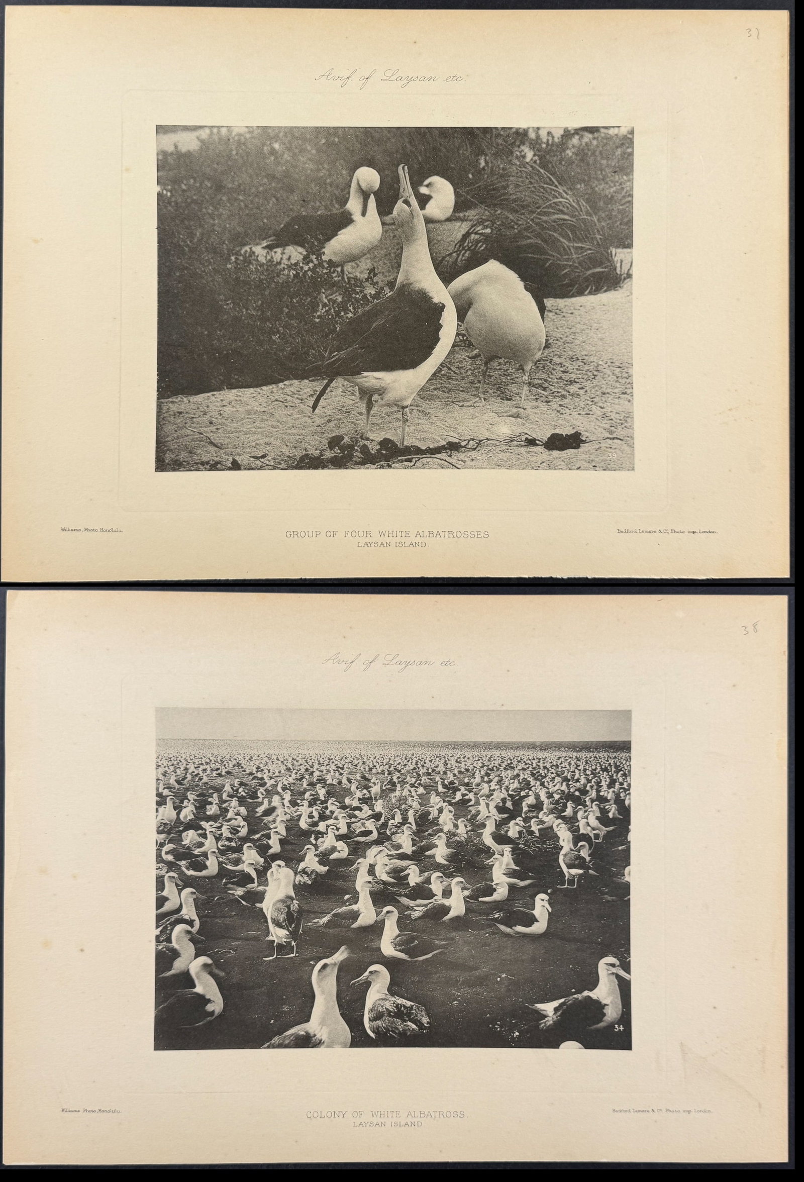Rothschild & Keulemans, Hawaii - 6 Albatross & Laysan Island Lithographs (1 of 7)