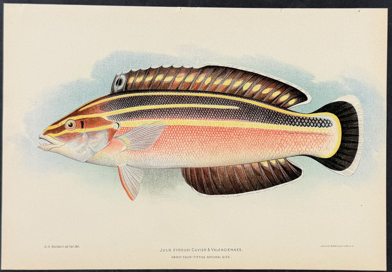 Bien, Hawaii - Wrasse or Yellowstripe Coris or Pochu [Julis Eydouxi] (1 of 1)