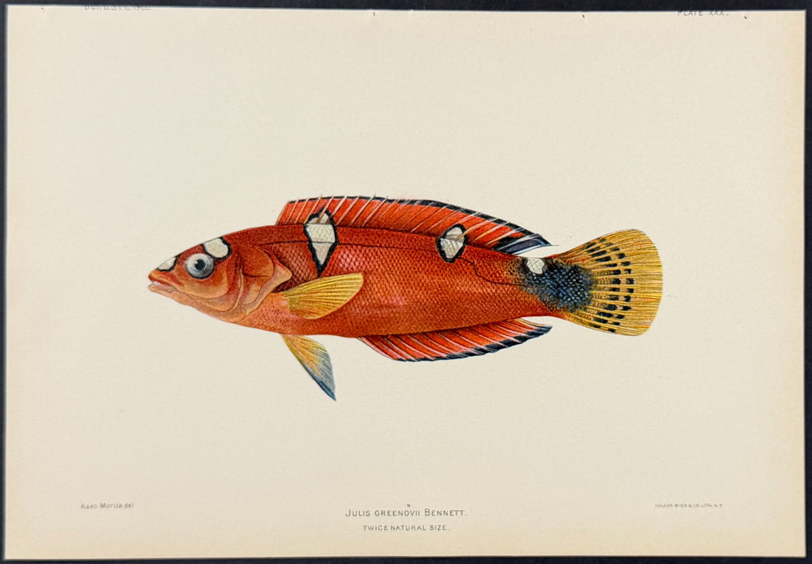 Bien, Hawaii - Pihi or Clown Wrasse [Julis Greenovii] (1 of 1)