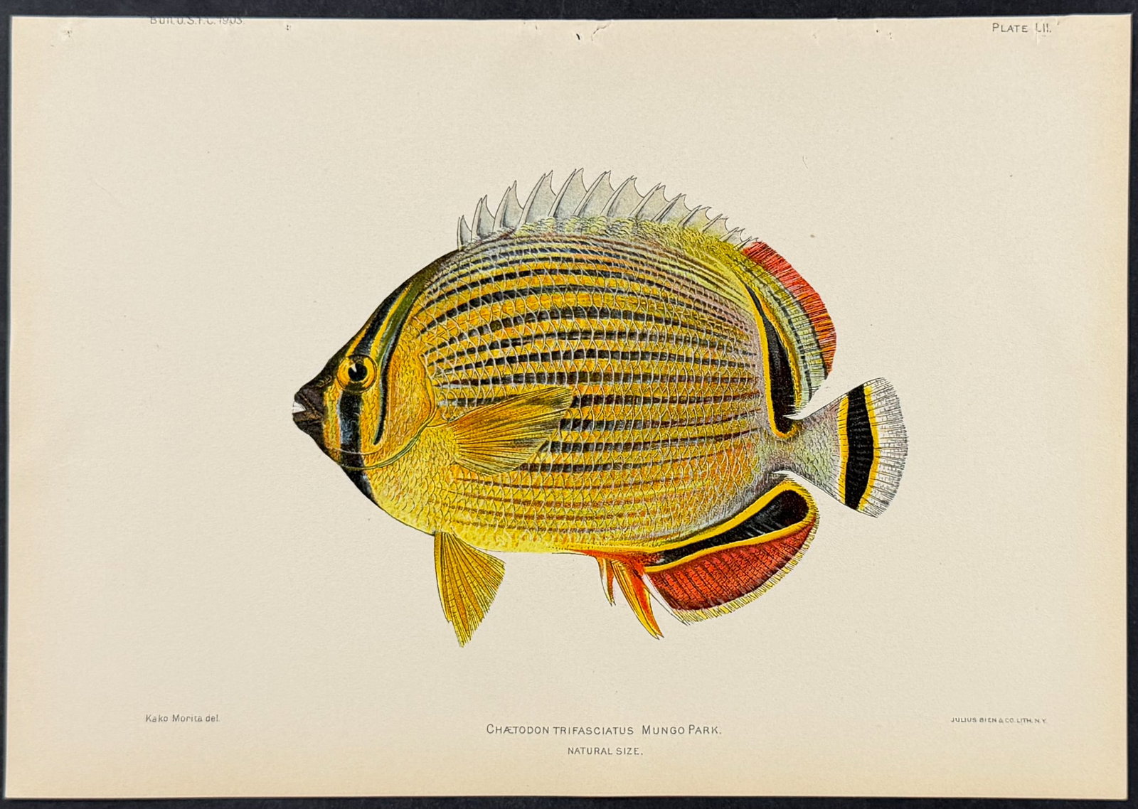 Bien, Hawaii - Melon Butterflyfish [Chaetodon Trifasciatus] (1 of 1)
