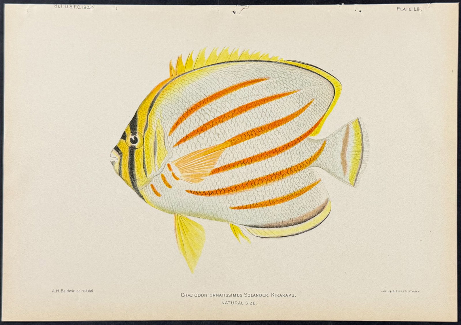 Bien, Hawaii - Kikakapu or Ornate Butterflyfish [Chaetodon Ornatissimus]: This colorful fish chromolithograph is from Julius Bien, David Starr Jordan & Barton Warren Evermann's The Aquatic Resources of the Hawaiian Islands (also issued as Bulletin of the United States Fish 