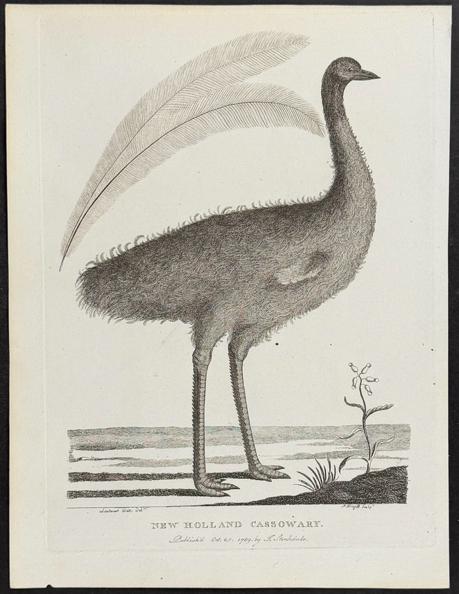 Philip, Australia - New Holland Cassowary: This first edition engraving is from Arthur Phillip's The Voyage of Governor Phillip to Botany Bay; with an Account of the Establishment of the Colonies of Port Jackson & Norfolk Island. The work was 