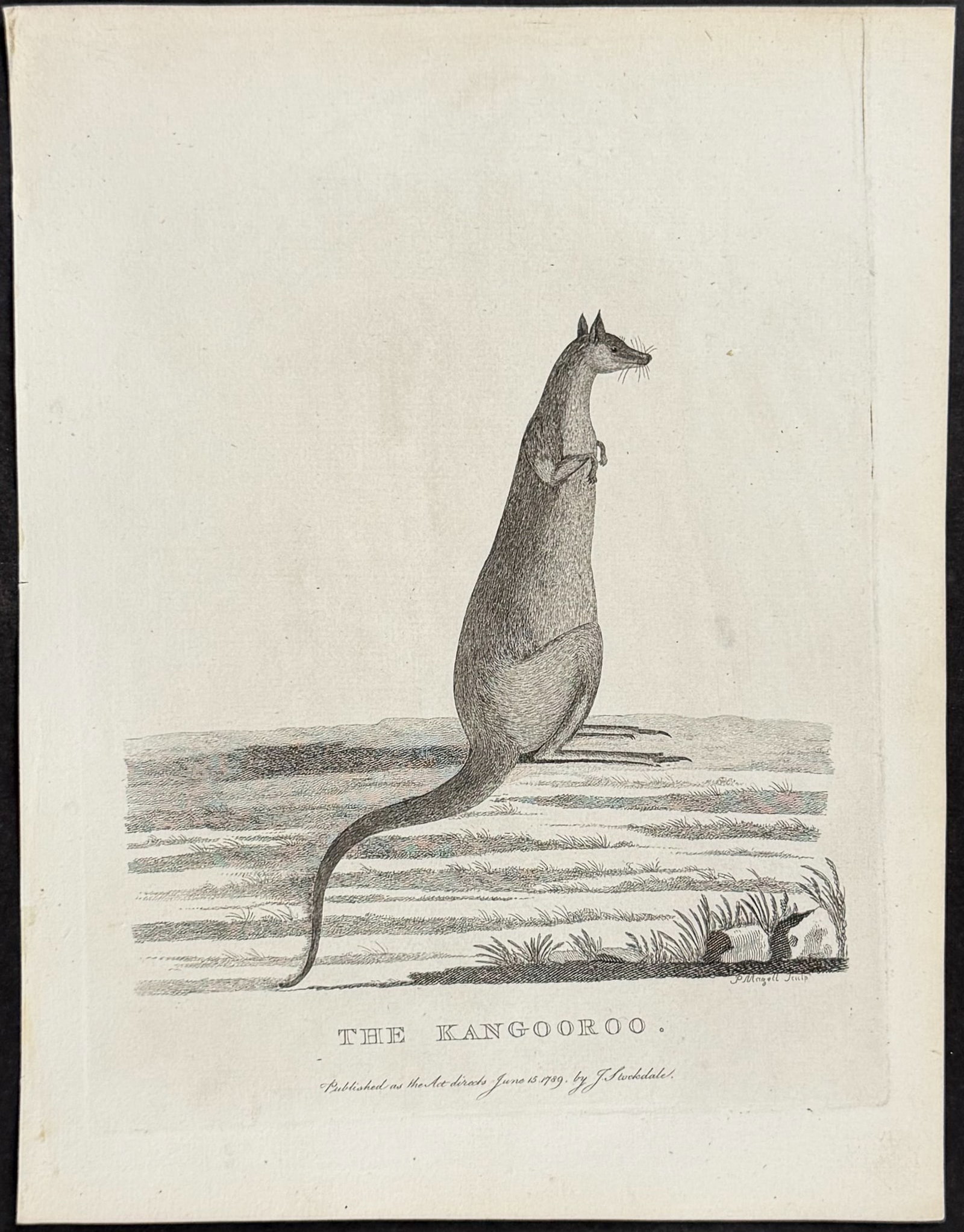Philip, Australia - The Kangooroo (Kangaroo): This first edition engraving is from Arthur Phillip's The Voyage of Governor Phillip to Botany Bay; with an Account of the Establishment of the Colonies of Port Jackson & Norfolk Island. The work was 
