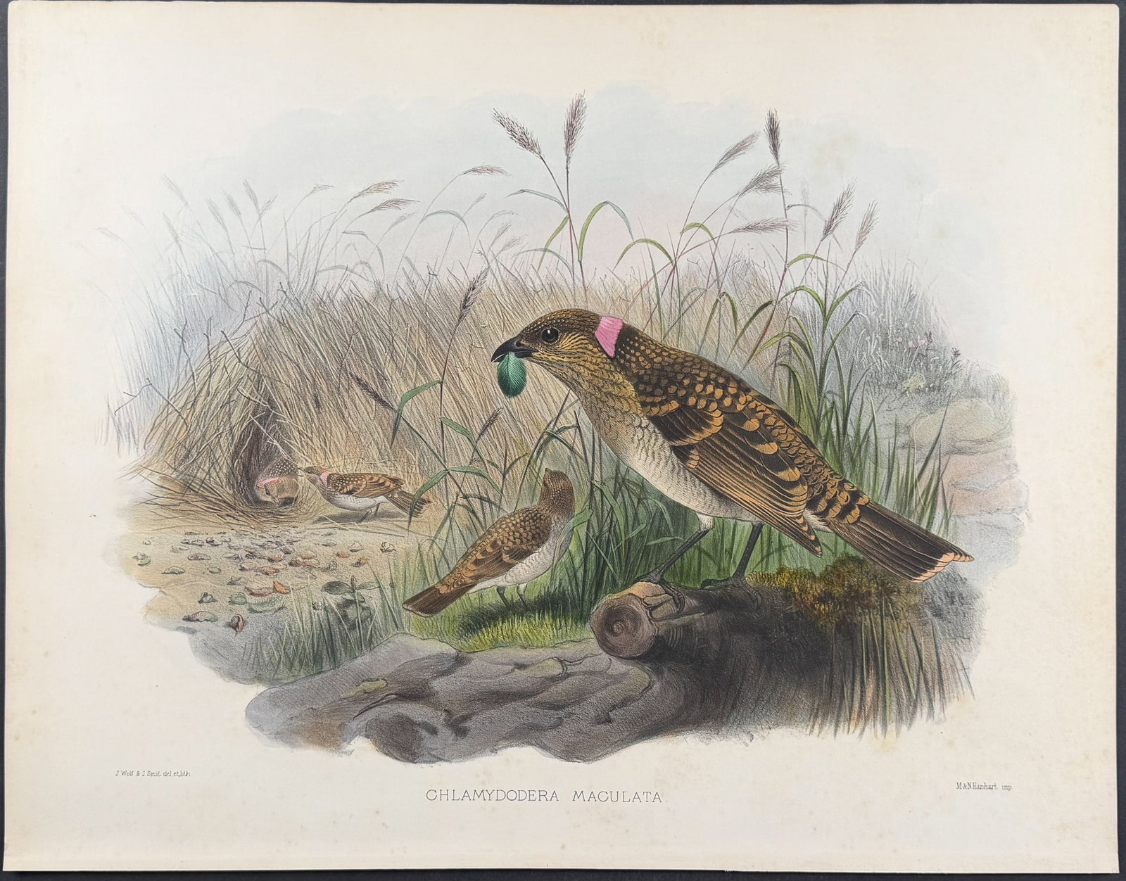 Elliot - Spotted Bower-Bird [Chlamydodera Maculata] (1 of 1)