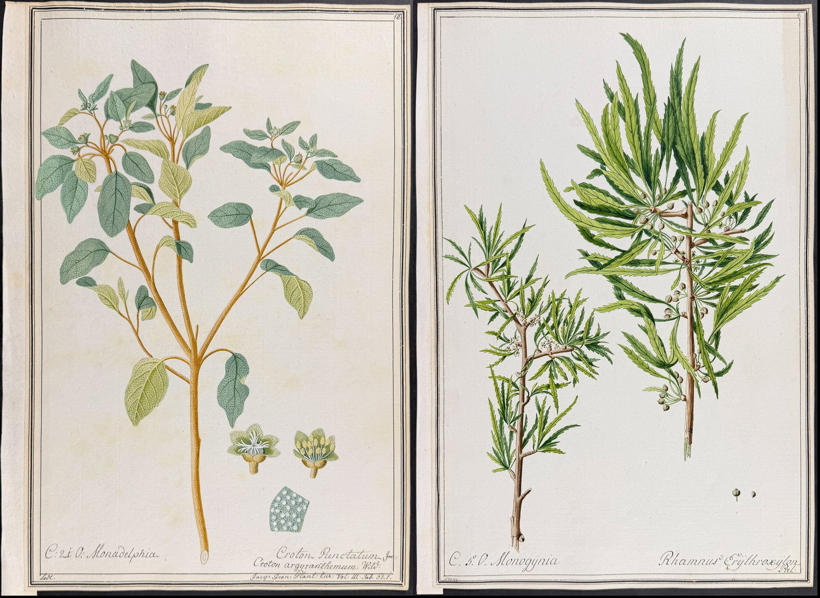 6 Original Botanical Watercolors (according to Linnaeus system): This superb original botanical watercolor is from a manuscript entitled "Hortus Botanicus" which illustrated plants according to the Linnaean system and Willdenow's revisions. The manuscript was compl