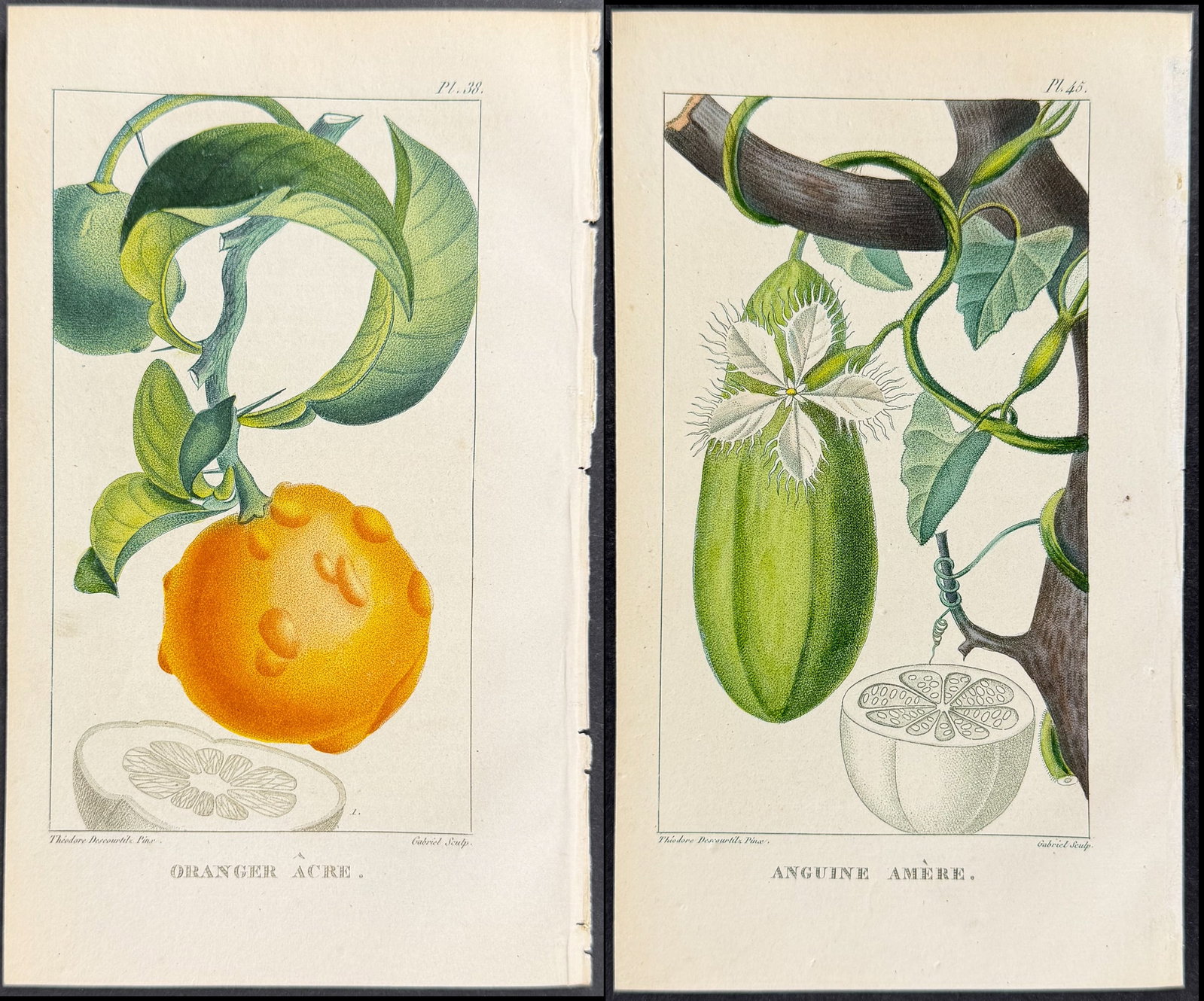 Descourtilz - 5 Fruit or Botanical Engravings (1 of 6)