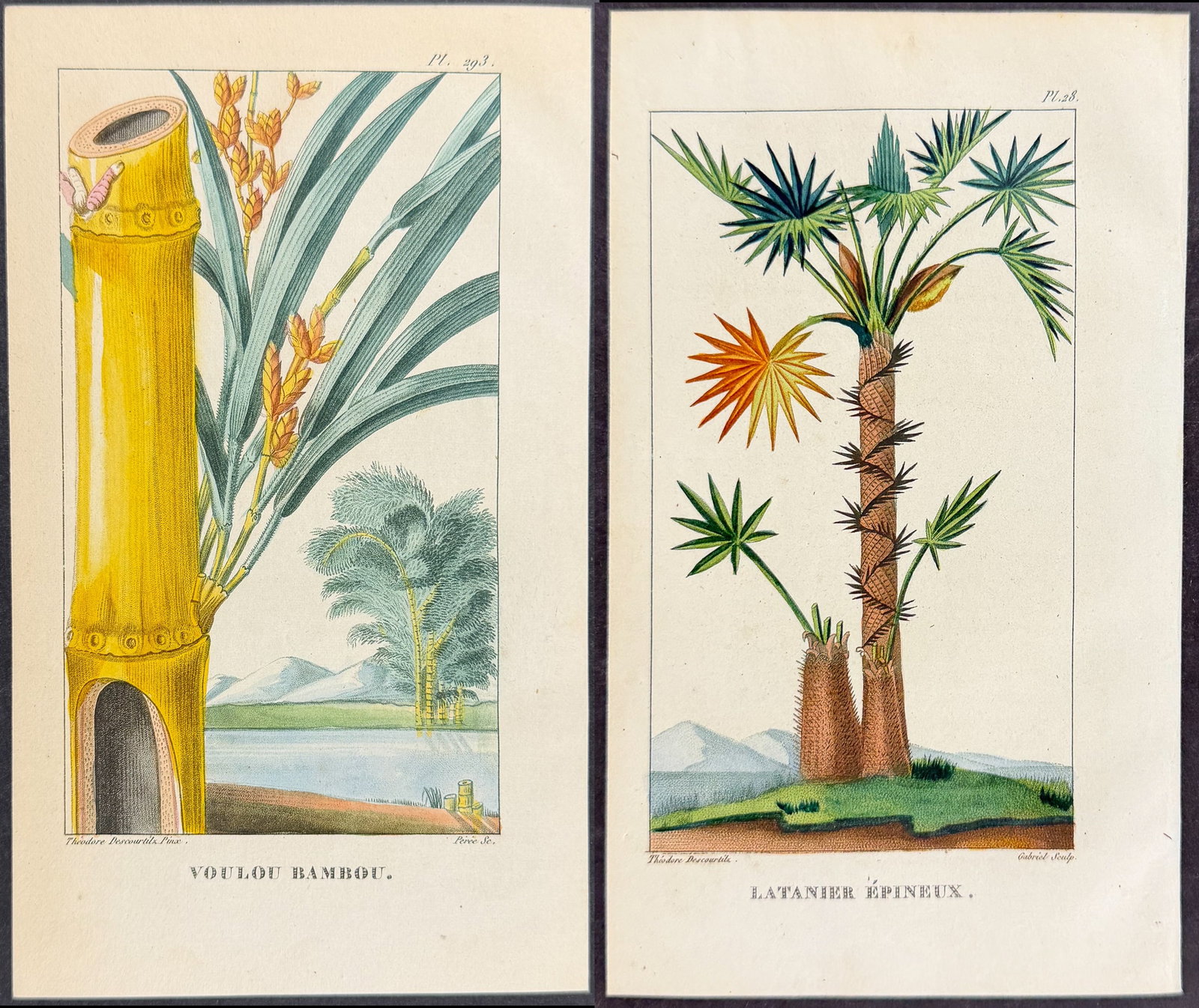 Descourtilz - 4 Botanical Engravings (Sugar, Palm, Bamboo) (1 of 5)