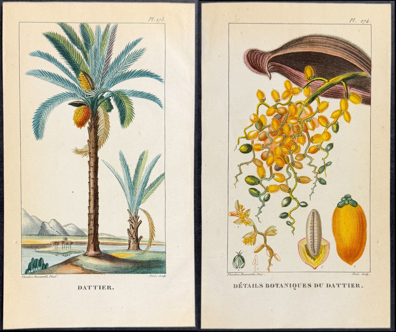 Descourtilz - Pair of Date Palm Engravings (1 of 3)