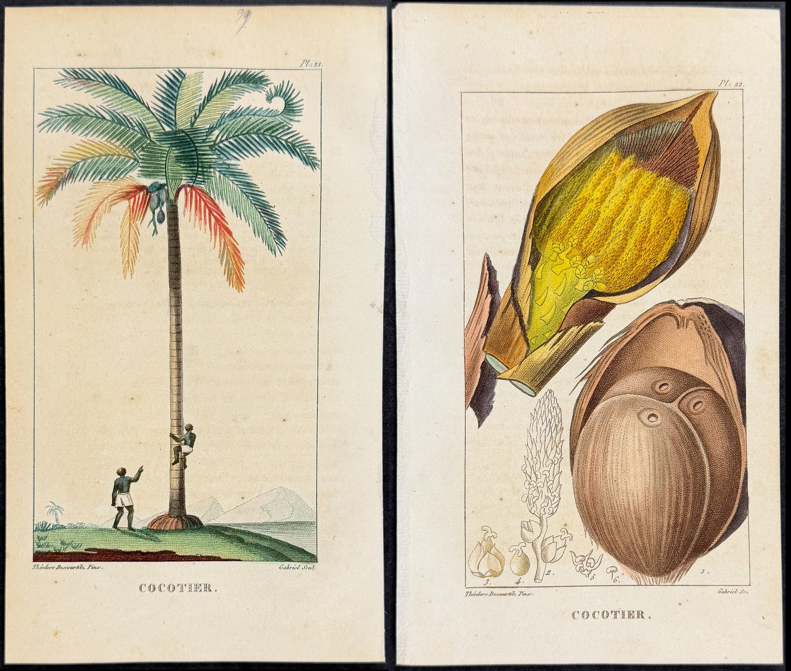 Descourtilz - Pair of Coconut Palm Engravings (1 of 3)