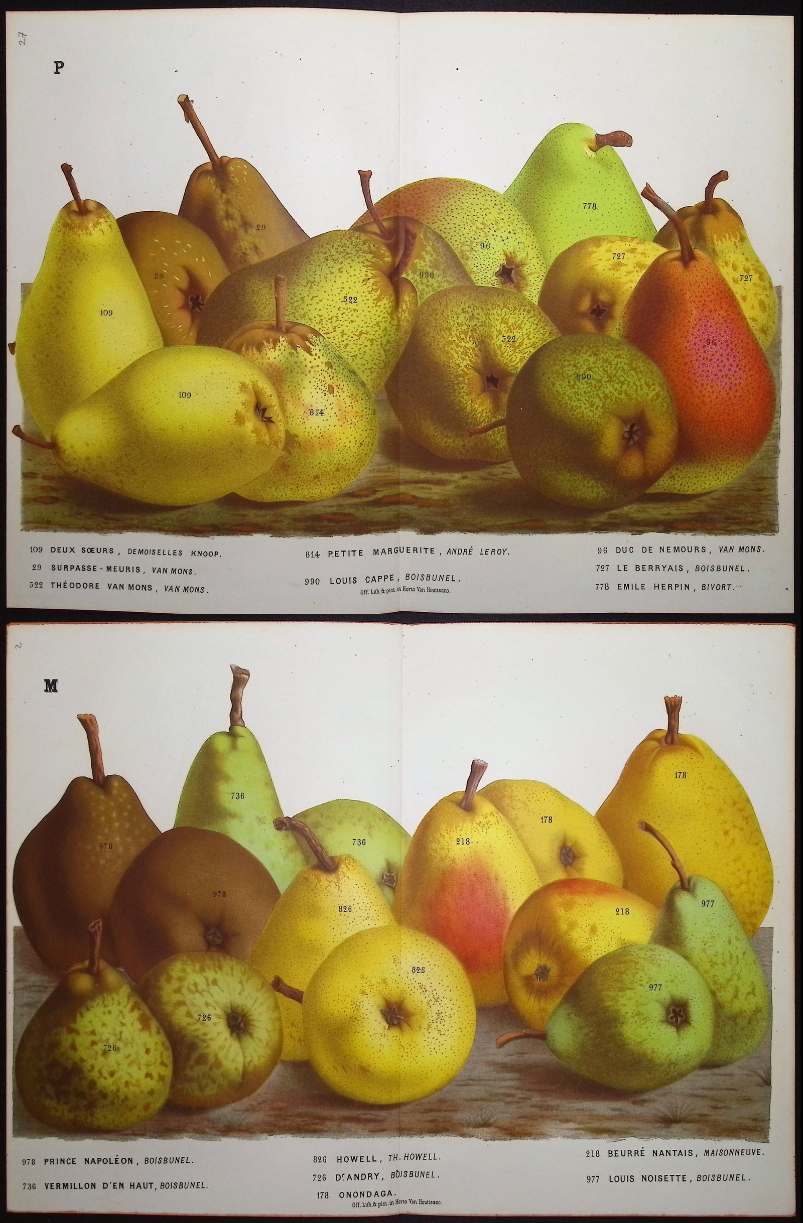 Van Houtte - 5 Pear Prints: This beautiful botanical print comes from Louis Van Houtte's monumental work entitled "Flore des Serres et des Jardins de l'Europe (Flowers of the Greenhouses and Gardens of Europe)" published between