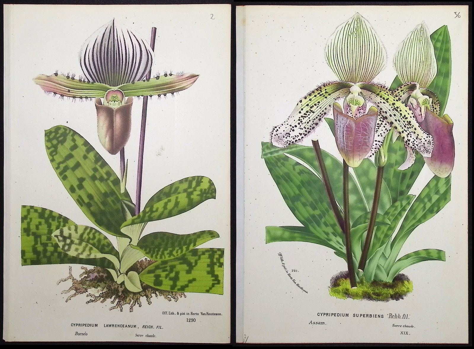 Van Houtte - 4 Lady's Slipper Orchid Prints: This beautiful botanical print comes from Louis Van Houtte's monumental work entitled "Flore des Serres et des Jardins de l'Europe (Flowers of the Greenhouses and Gardens of Europe)" published between
