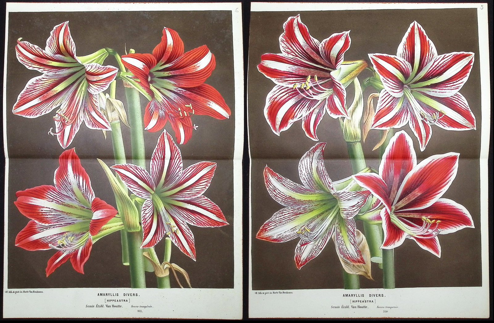 Van Houtte - 3 Lily Prints: This beautiful botanical print comes from Louis Van Houtte's monumental work entitled "Flore des Serres et des Jardins de l'Europe (Flowers of the Greenhouses and Gardens of Europe)" published between