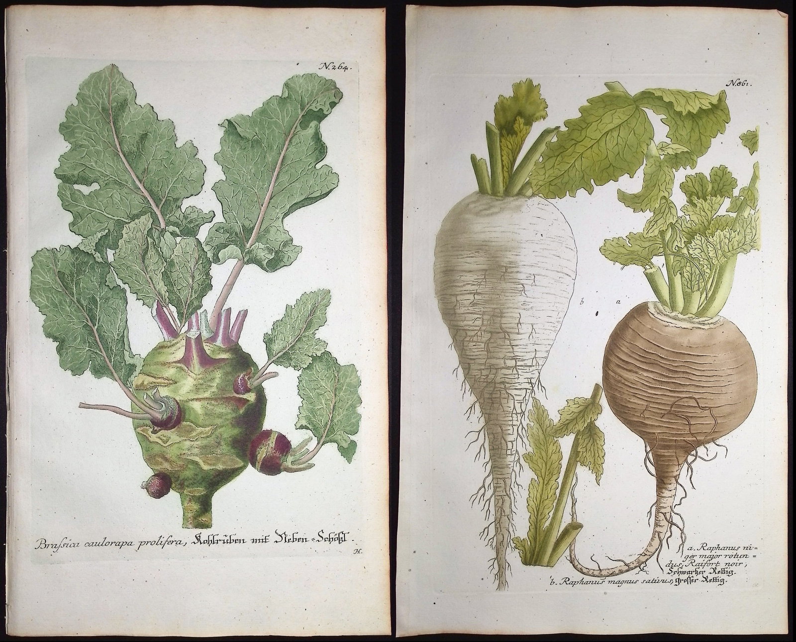 Weinmann - 4 Radish or Brassica Engravings: This beautiful botanical mezzotint is from Johann Weinmann's "Duidelyke Vertoning, Eeniger Duizend in alle vier waerelds deelen wassende Bomen, Stammen, Kruiden, Bloemen, Vrugten, en Uitwassen, [Germa