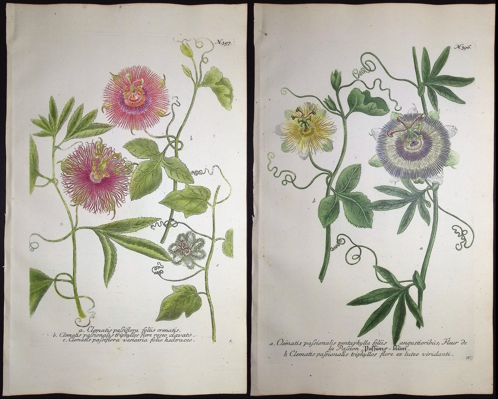 Weinmann - 3 Passion Flower Engravings: This beautiful botanical mezzotint is from Johann Weinmann's "Duidelyke Vertoning, Eeniger Duizend in alle vier waerelds deelen wassende Bomen, Stammen, Kruiden, Bloemen, Vrugten, en Uitwassen, [Germa
