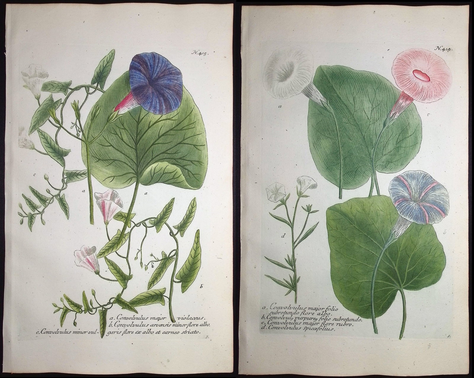 Weinmann - 3 Morning Glory Engravings: This beautiful botanical mezzotint is from Johann Weinmann's "Duidelyke Vertoning, Eeniger Duizend in alle vier waerelds deelen wassende Bomen, Stammen, Kruiden, Bloemen, Vrugten, en Uitwassen, [Germa