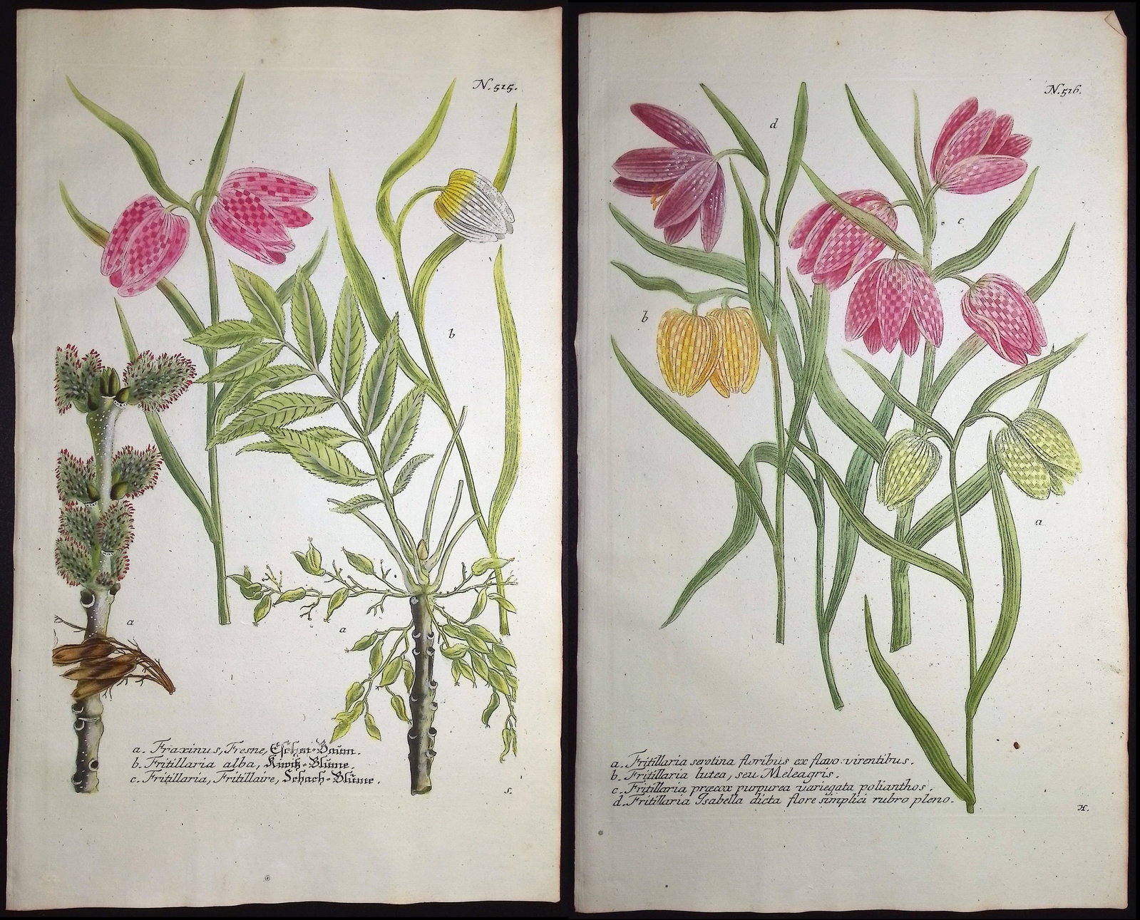 Weinmann - 3 Fritillary Engravings: This beautiful botanical mezzotint is from Johann Weinmann's "Duidelyke Vertoning, Eeniger Duizend in alle vier waerelds deelen wassende Bomen, Stammen, Kruiden, Bloemen, Vrugten, en Uitwassen, [Germa