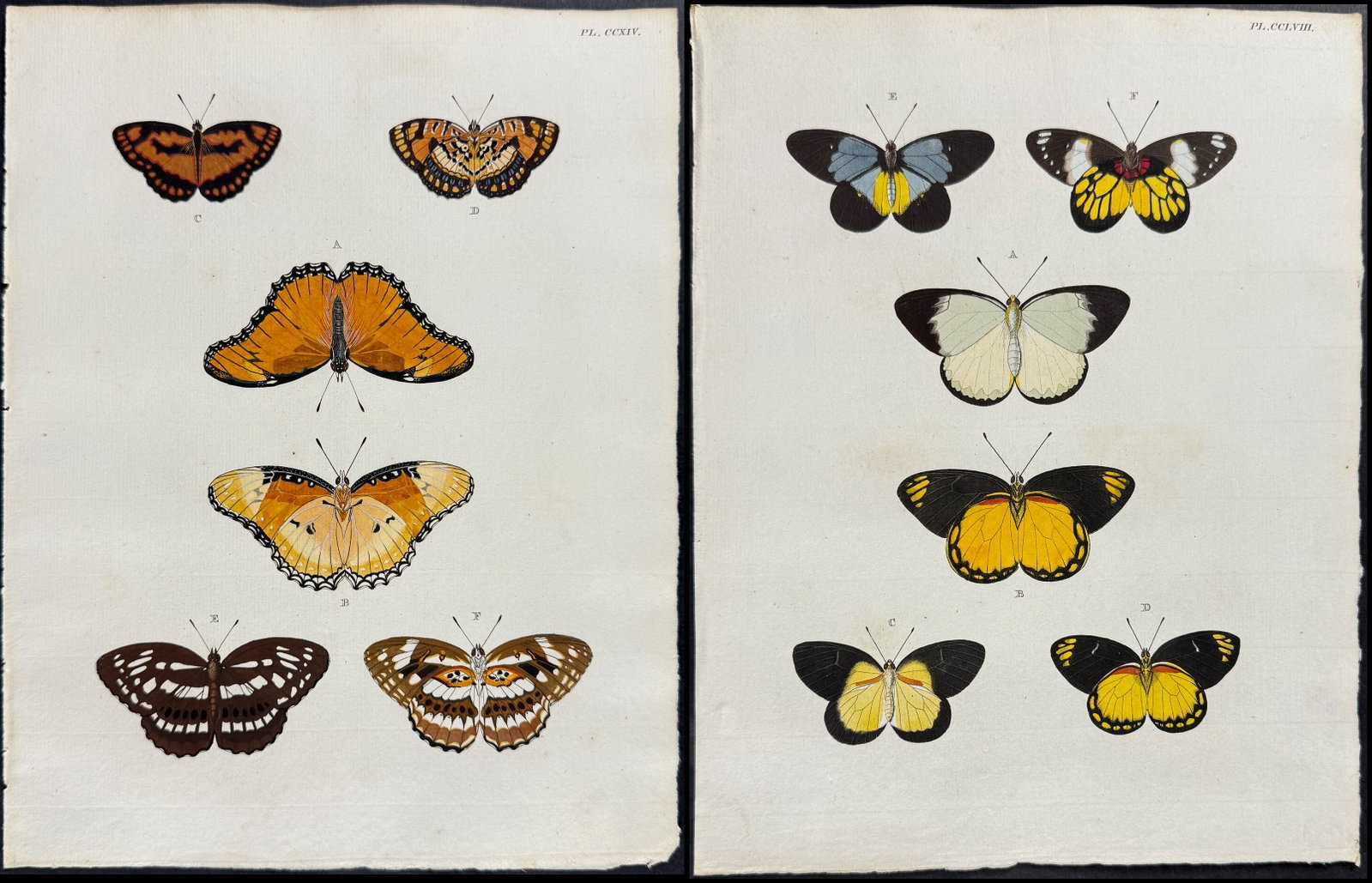 Cramer - 6 Butterfly Engravings: This detailed, hand-colored engraving is from Pieter Cramer and Caspar Stoll?s "De uitlandsche Kapellen voorkomende in de drie Waereld-Deelen... Papillons exotiques des trois parties du monde l?Asie, 