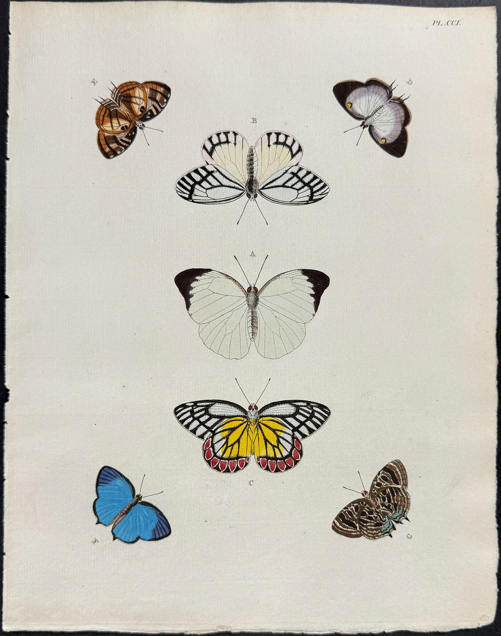 Cramer - 6 Butterfly Engravings - 2