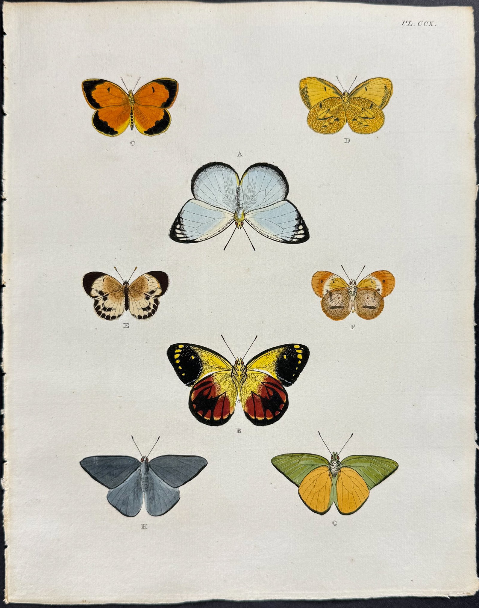 Cramer - 6 Butterfly Engravings - 3