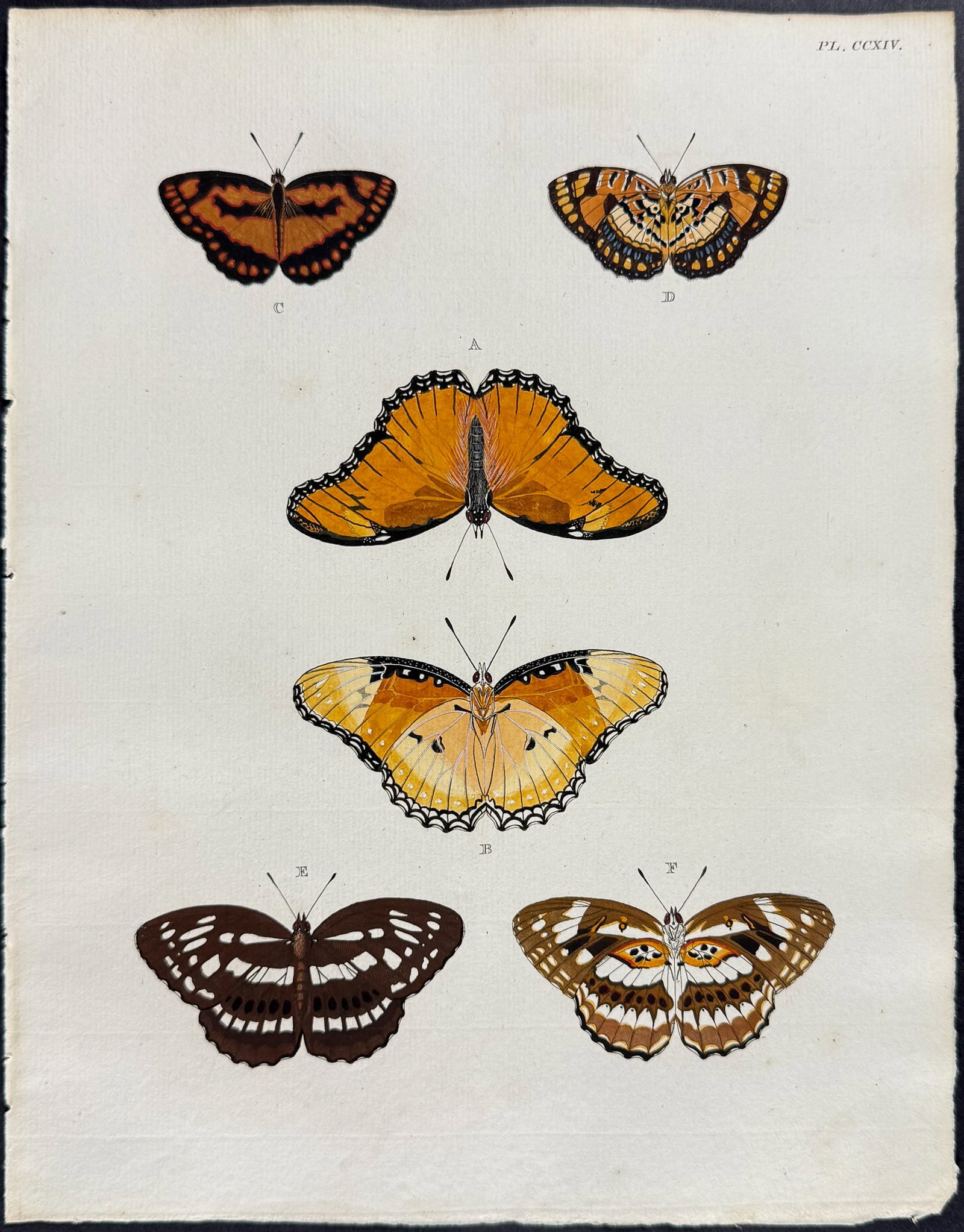 Cramer - 6 Butterfly Engravings - 4