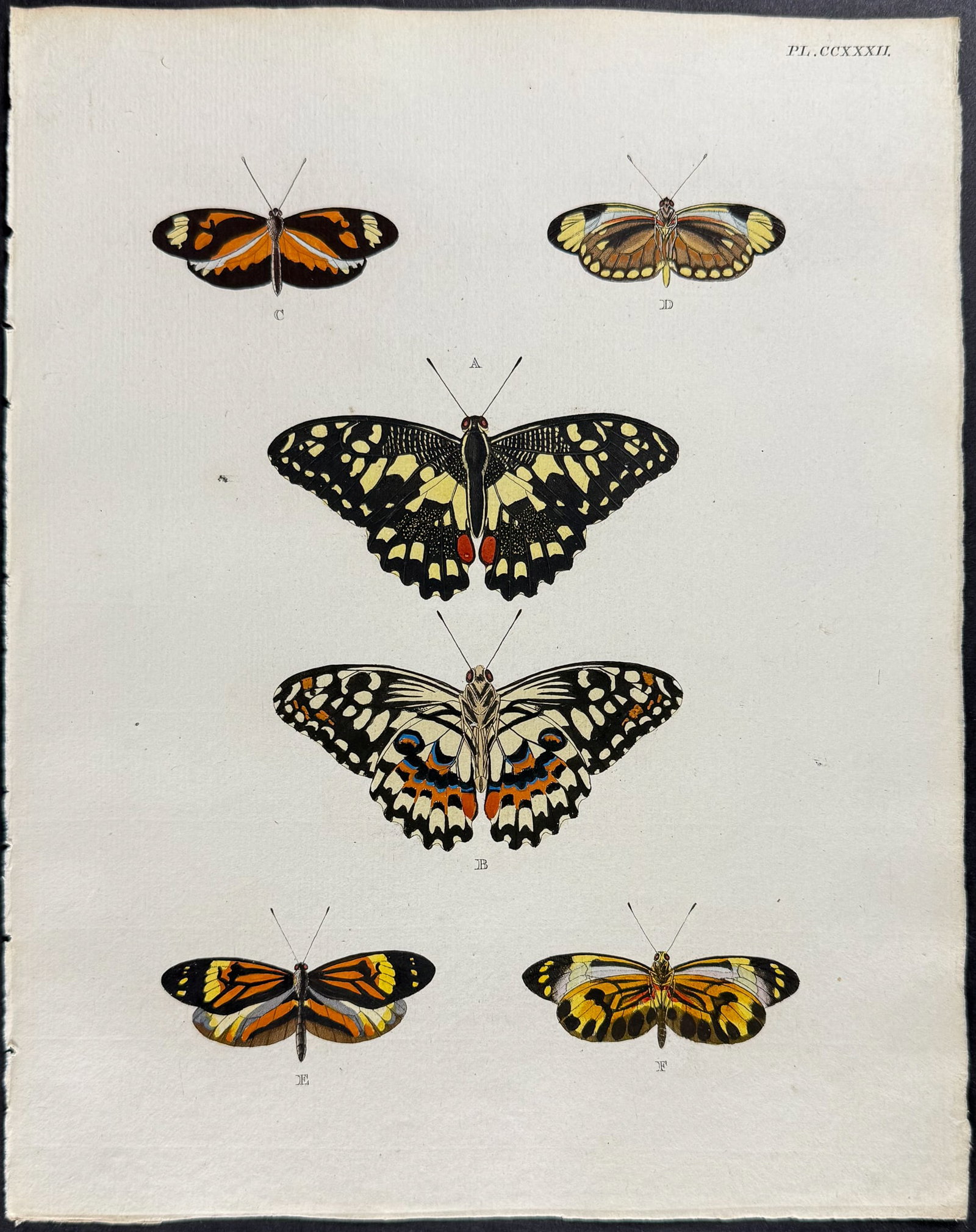 Cramer - 6 Butterfly Engravings - 5