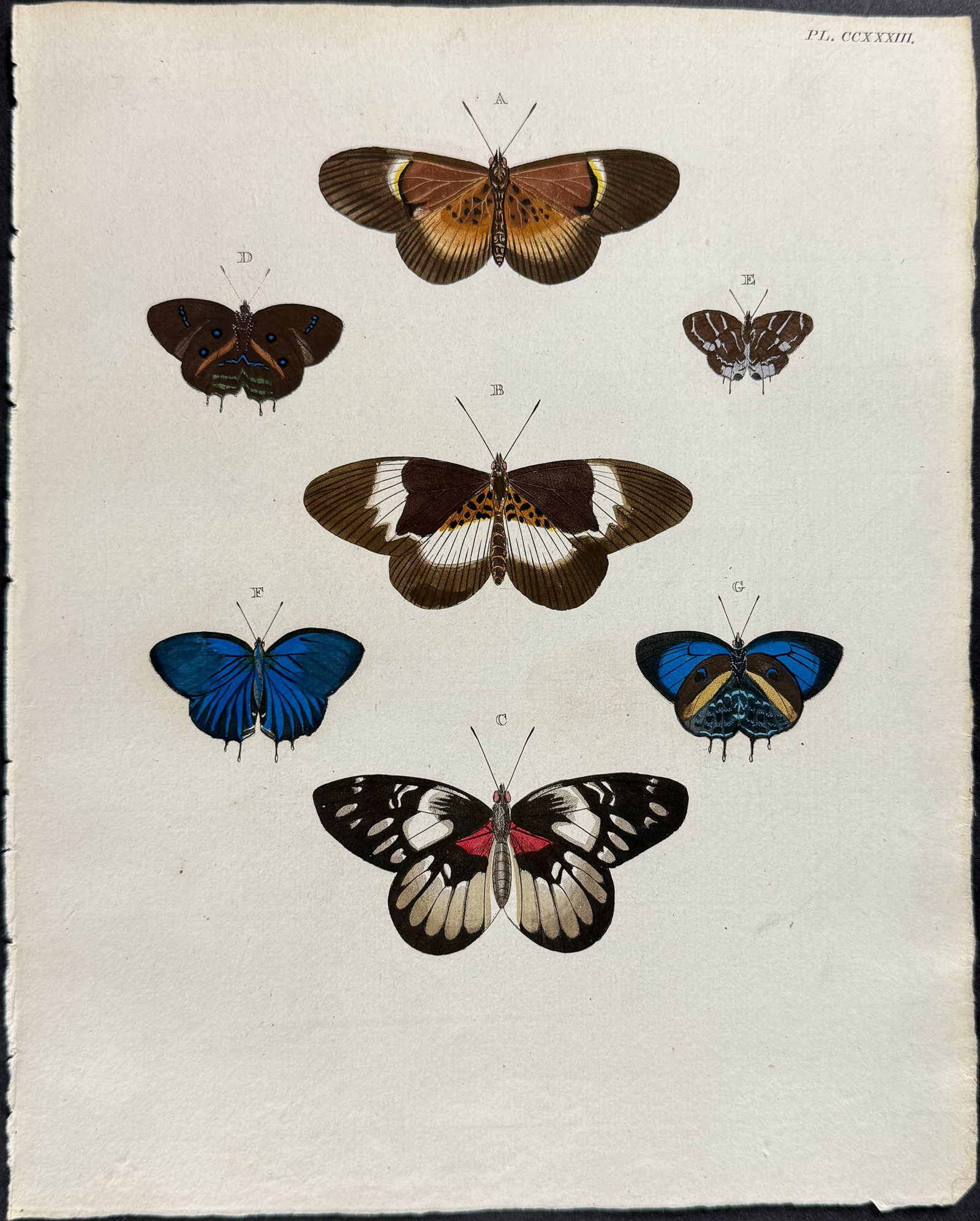 Cramer - 6 Butterfly Engravings - 6