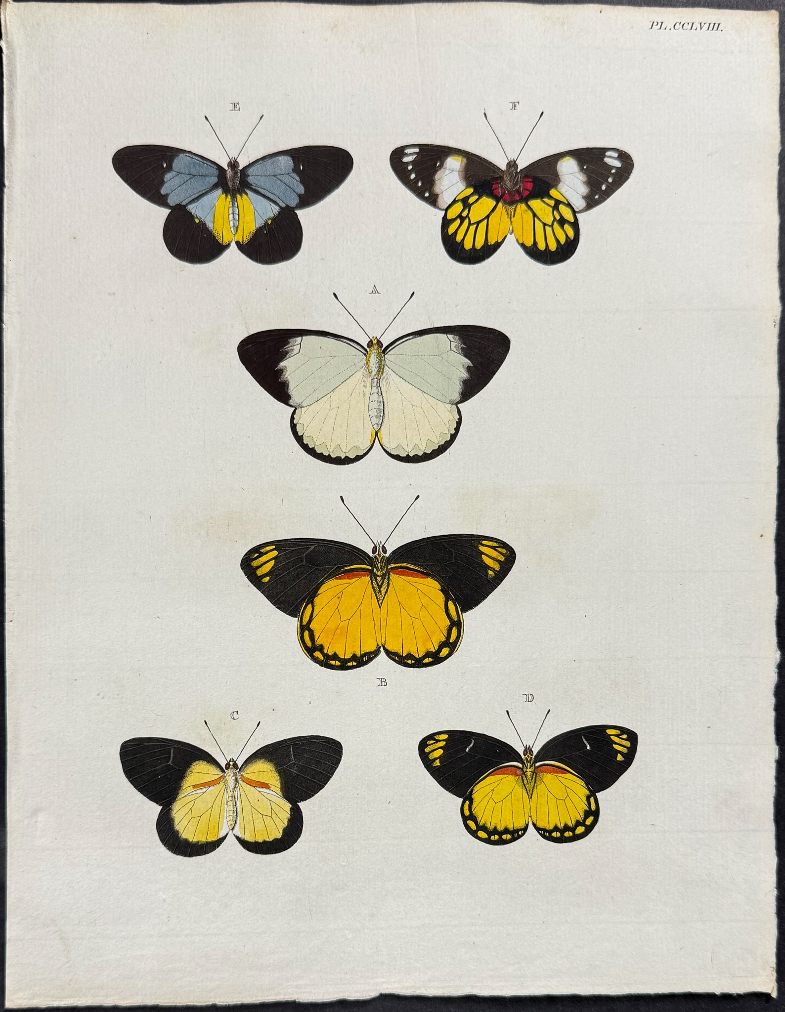 Cramer - 6 Butterfly Engravings - 7