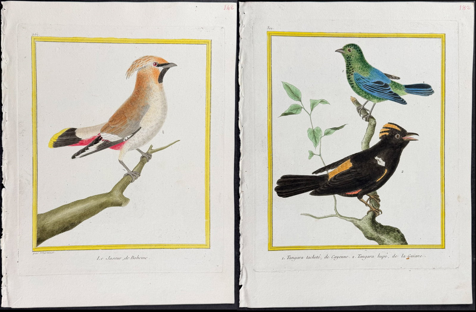 Martinet & Buffon - 4 Bird Engravings: This originally hand-colored engraving is from Georges-Louis Leclerc de Buffon & Francois-Nicolas Martinet's work entitled "Histoire Naturelle des Oiseaux". It was published in Paris by Imprimerie