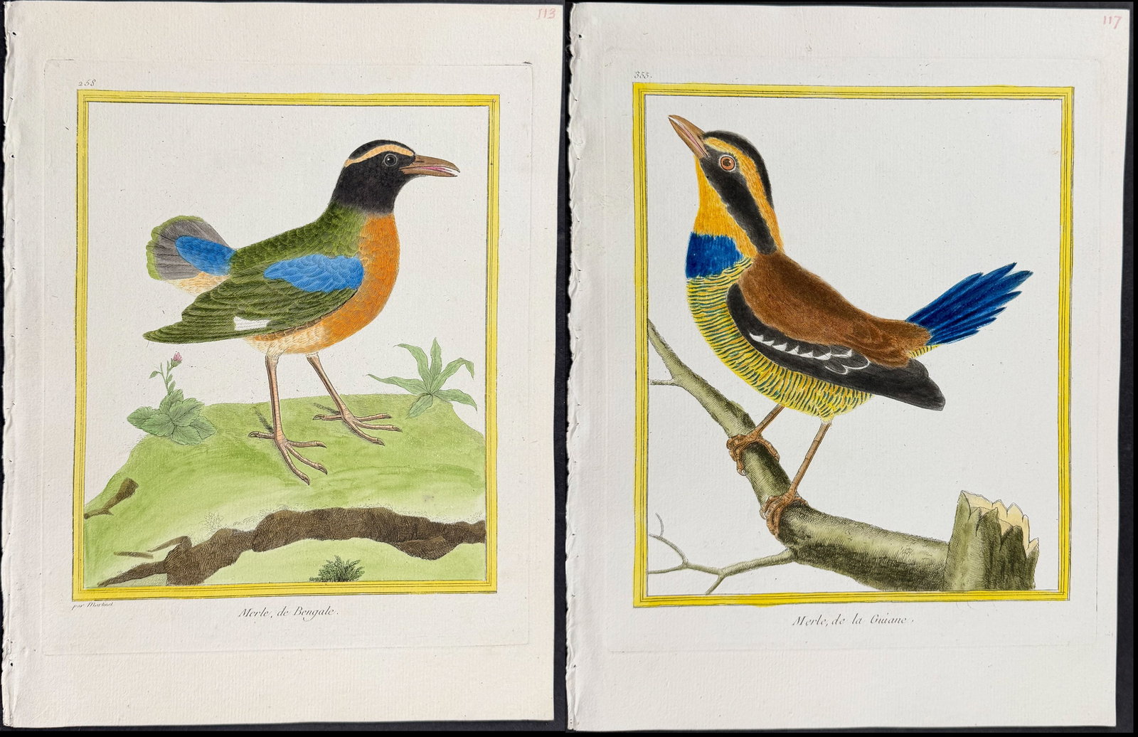 Martinet & Buffon - 5 Bird Engravings: This originally hand-colored engraving is from Georges-Louis Leclerc de Buffon & Francois-Nicolas Martinet's work entitled "Histoire Naturelle des Oiseaux". It was published in Paris by Imprimerie