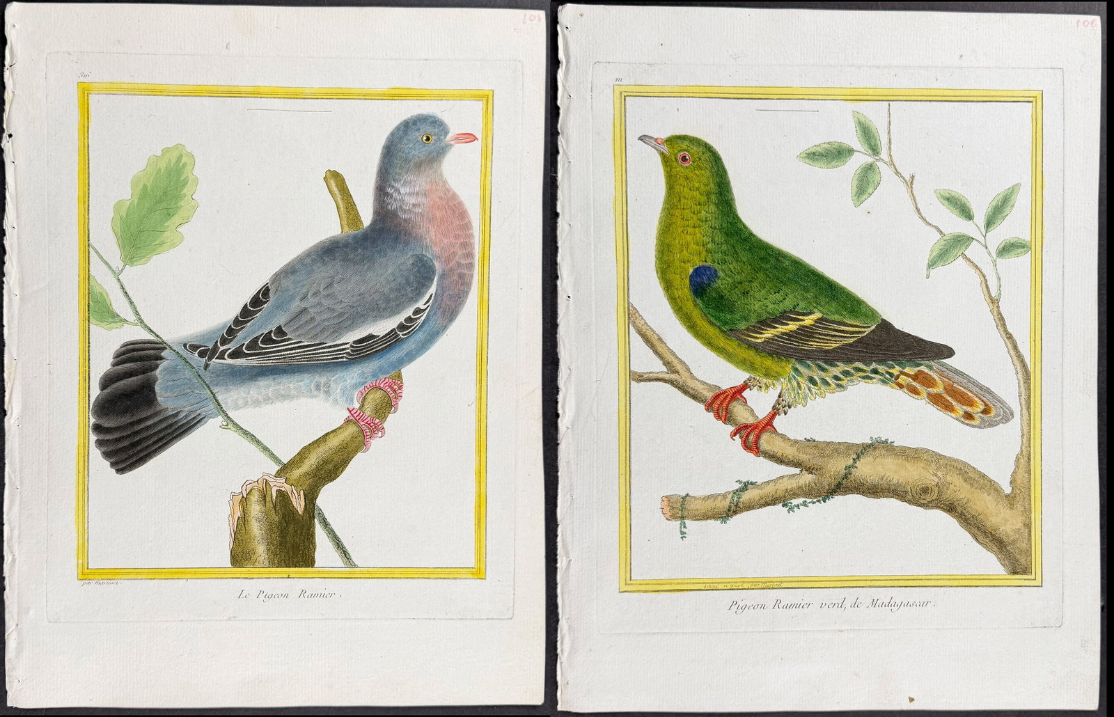 Martinet & Buffon - 6 Pigeon or Dove Engravings (1 of 7)