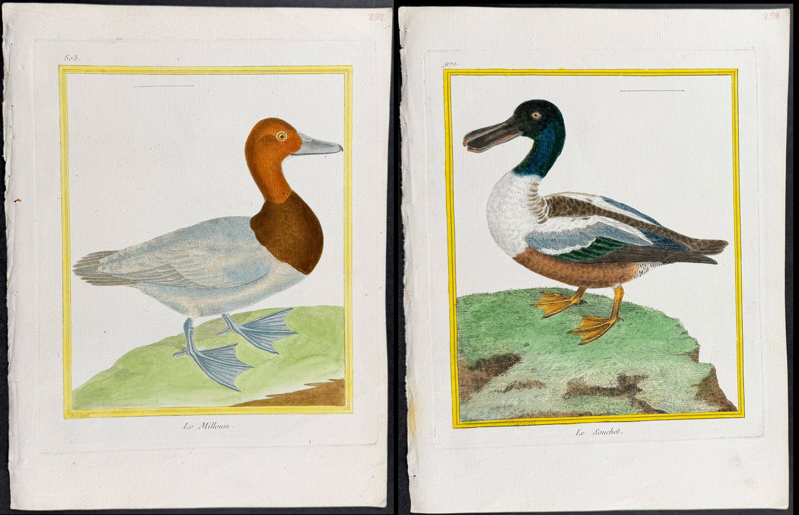 Martinet & Buffon - 4 Duck Engravings: This originally hand-colored engraving is from Georges-Louis Leclerc de Buffon & Francois-Nicolas Martinet's work entitled "Histoire Naturelle des Oiseaux". It was published in Paris by Imprimerie Roy
