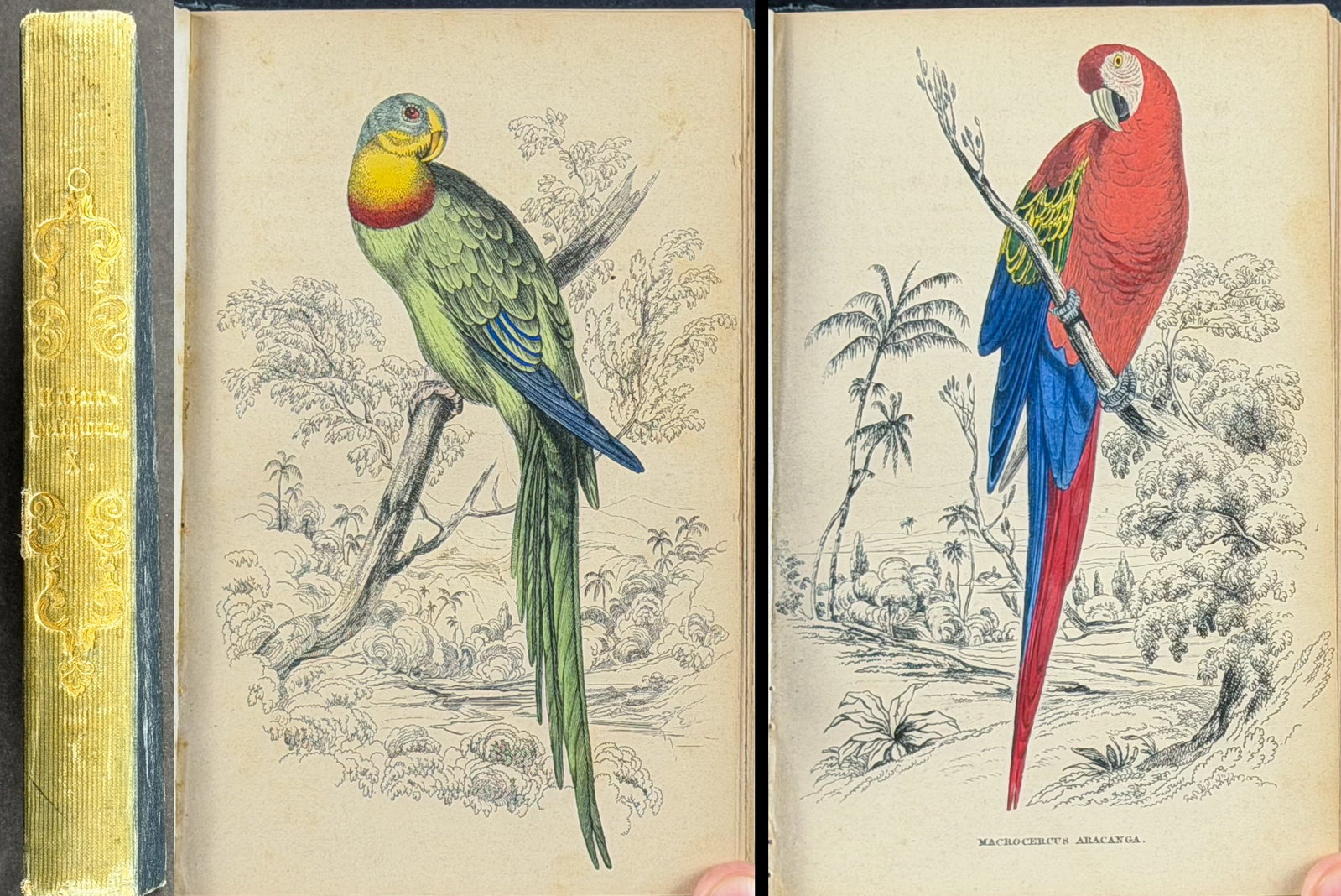 Jardine & Selby's Parrots - Volume with 30 Originally Hand-colored Engravings (1 of 11)