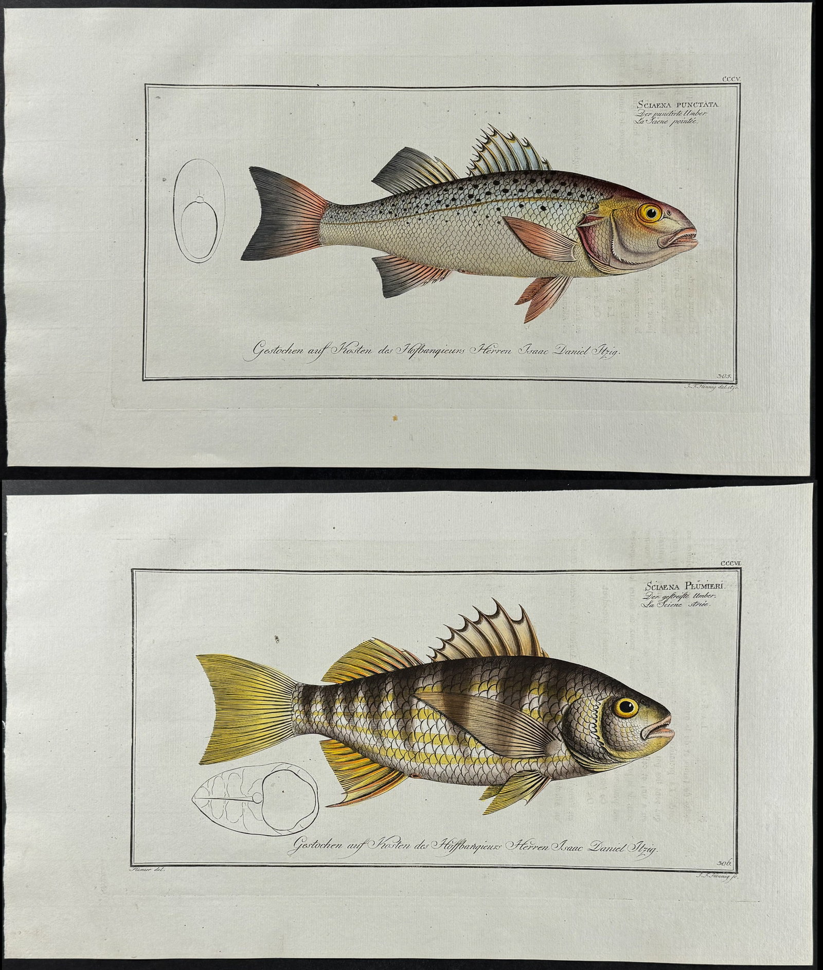 Bloch, Folio - 4 Umber Fish Engravings: Included in this lot: Punctulated Umber. 305 Lineated Umber. 304 Great Scaled Umber. 298 Plumier's Umber. 306 Description of the work: This striking, originally hand-colored folio engraving is from