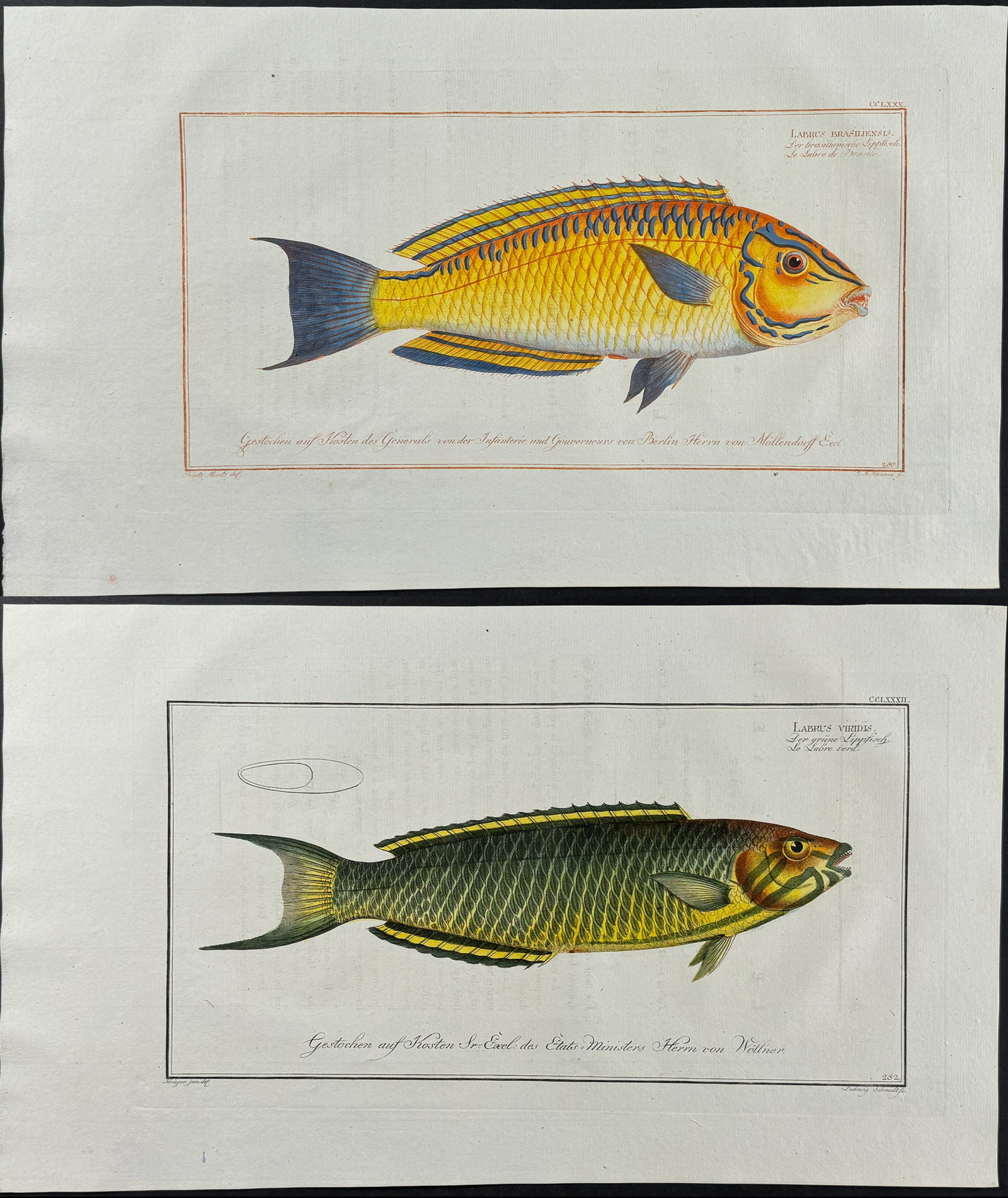Bloch, Folio - Pair of Wrasse Fish Engravings: Included in this lot: Brasilian (Brazilian) Wrasse. 280 Green Wrasse. 282 Description of the work: This striking, originally hand-colored folio engraving is from Marcus Elieser Bloch?s Ichthyologie,