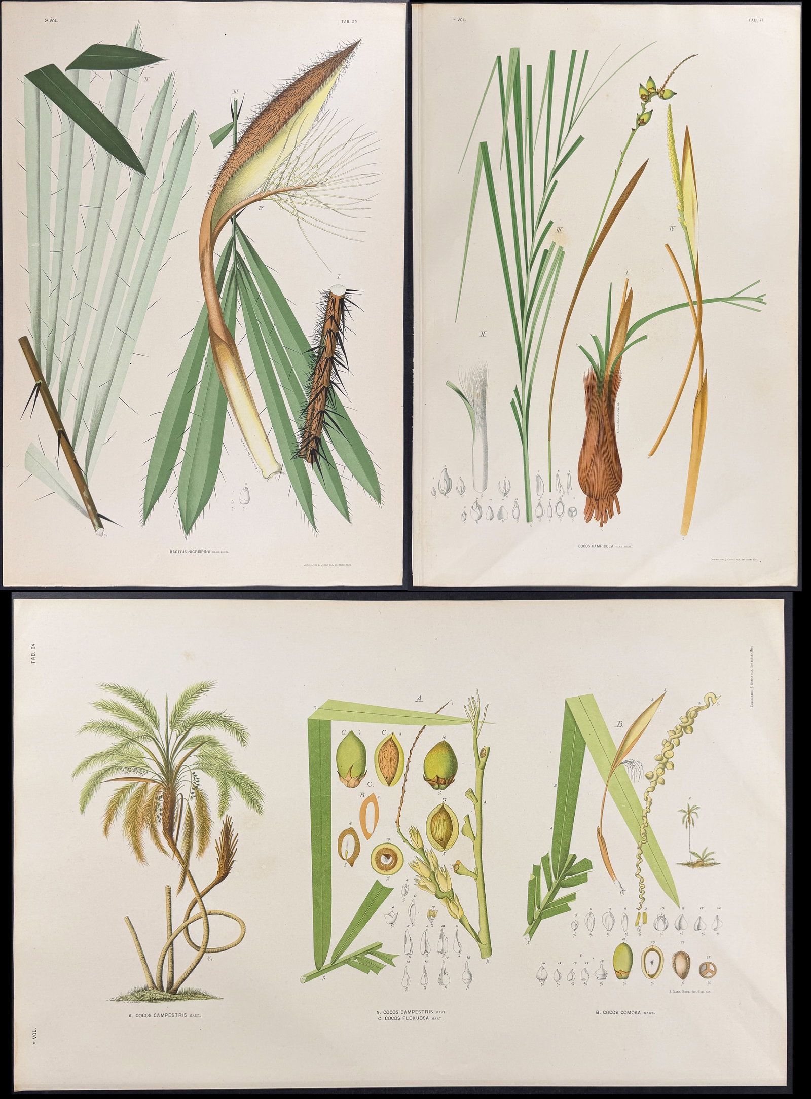 Rodrigues - 22 Folio Palm Chromolithographs (1 of 20)