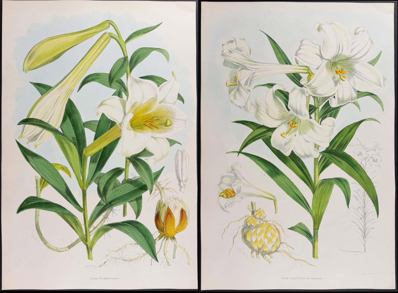 Elwes & Fitch - 4 Folio Lily Lithographs: Included in this lot: Lily [Lilium Giganteum] Philippine Lily [Lilium Philipinense] Neilgherry Lily [Lilium Neilgherriense] Long-flowered Lily [Lilium Longiflorum] Description of the work: This impres