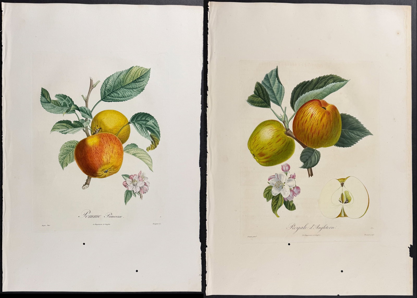 Poiteau - Pair of Apple Engravings: This stunning fruit engraving is from Henri Louis Duhamel du Monceau's Trait? des arbres fruitiers [...] Nouvelle ?dition, augment?e d'un grand nombre d'esp?ces de fruits obtenus des progr?s de la cul