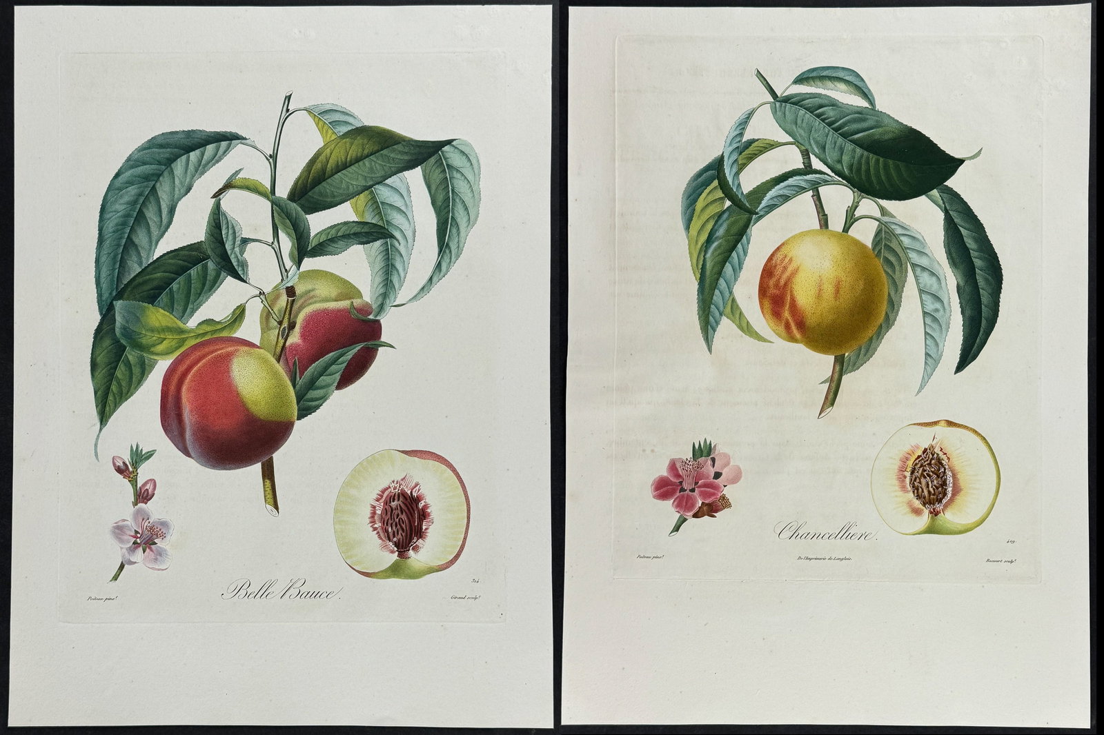 Poiteau - 3 Peach Engravings: This stunning fruit engraving is from Henri Louis Duhamel du Monceau's Trait? des arbres fruitiers [...] Nouvelle ?dition, augment?e d'un grand nombre d'esp?ces de fruits obtenus des progr?s de la cul