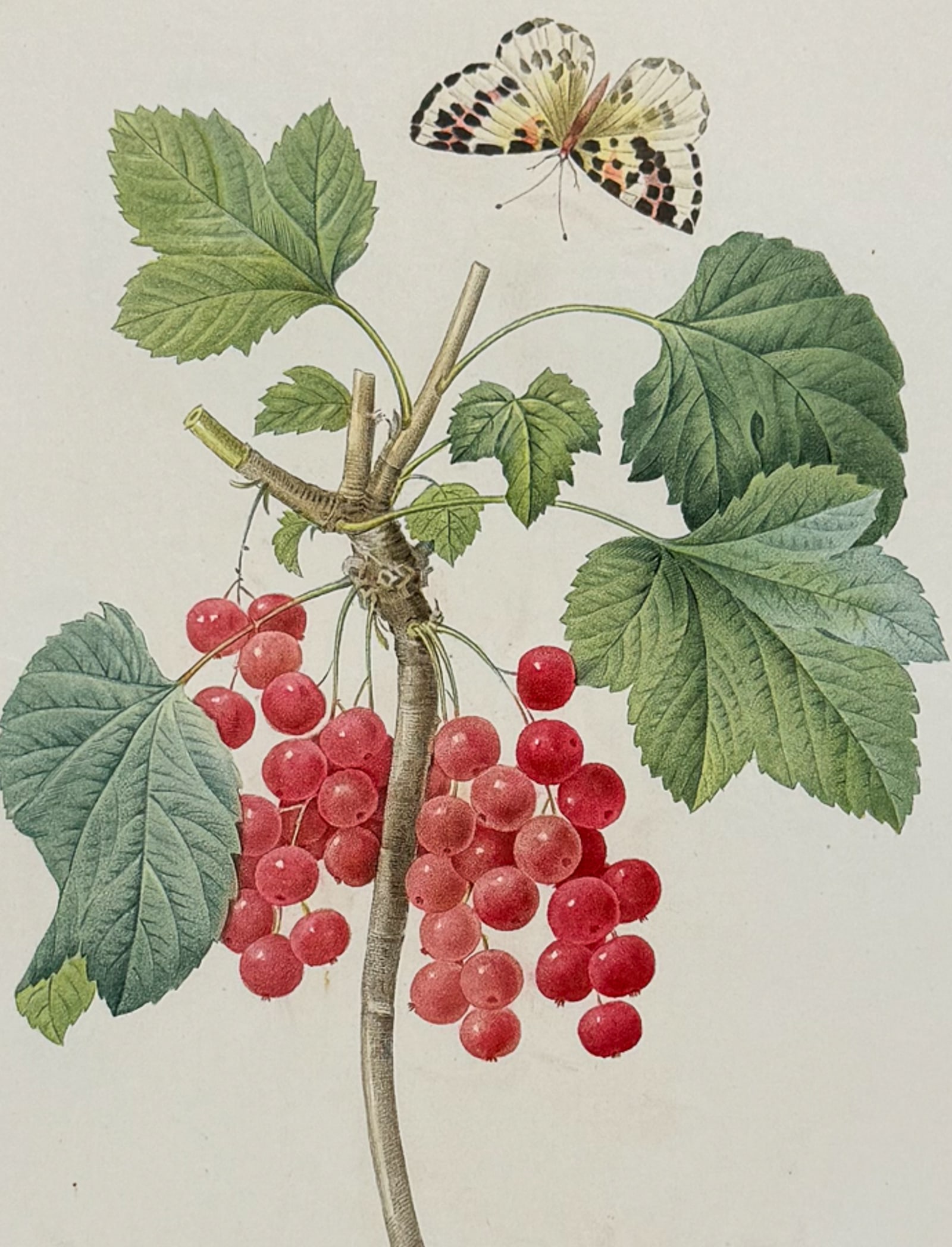 Redoute, Choix, Rare Folio - Red Currant [Ribes rubrum]: This striking originally hand-colored stipple engraving is from Pierre Joseph Redoute's "Le Choix des Plus Belles Fleurs". This is from the first edition of the work and was published in Paris