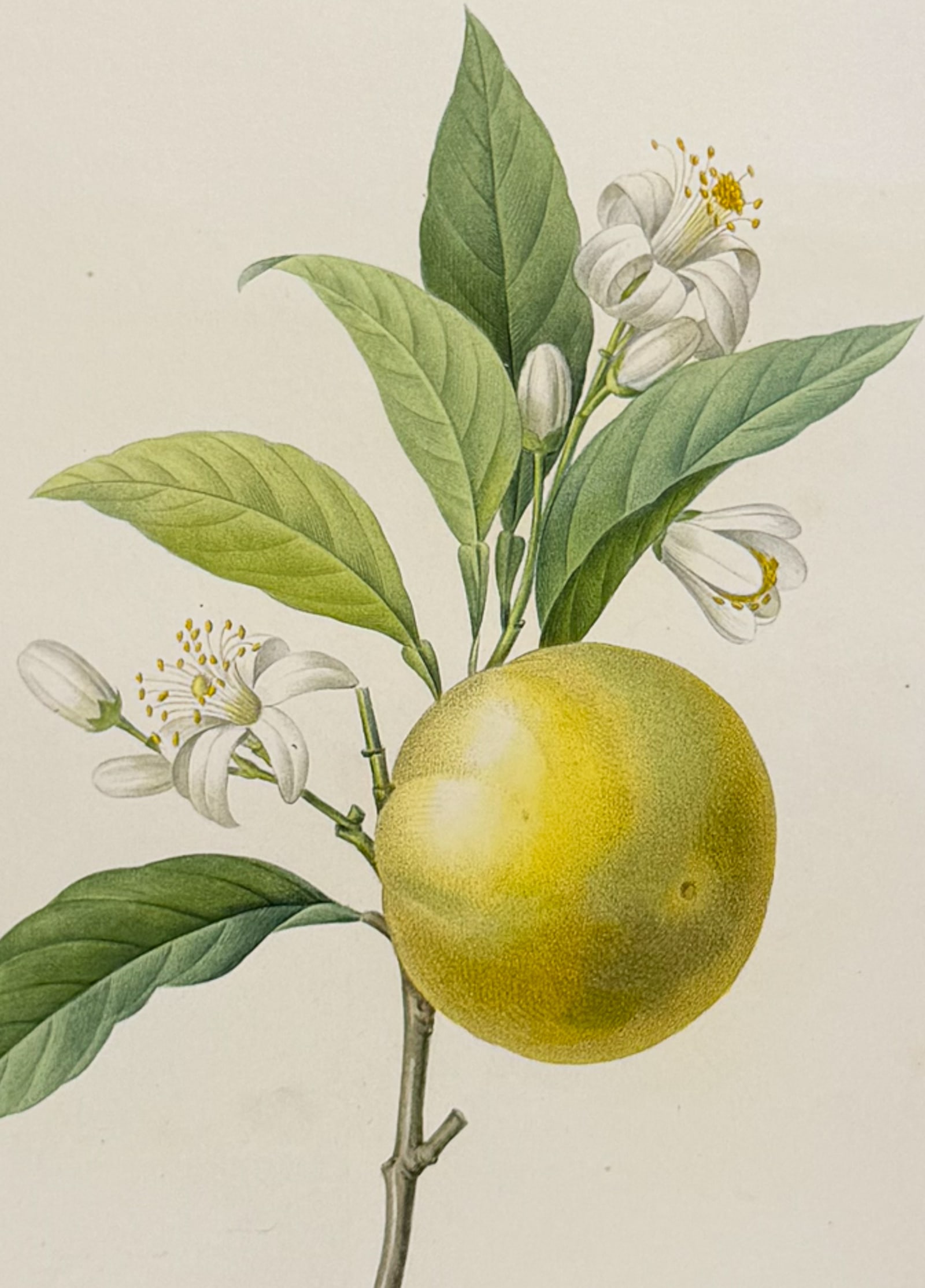 Redoute, Choix, Rare Folio - Orange [Oranger a fruits deprimes]: This striking originally hand-colored stipple engraving is from Pierre Joseph Redoute's "Le Choix des Plus Belles Fleurs". This is from the first edition of the work and was published in Paris between